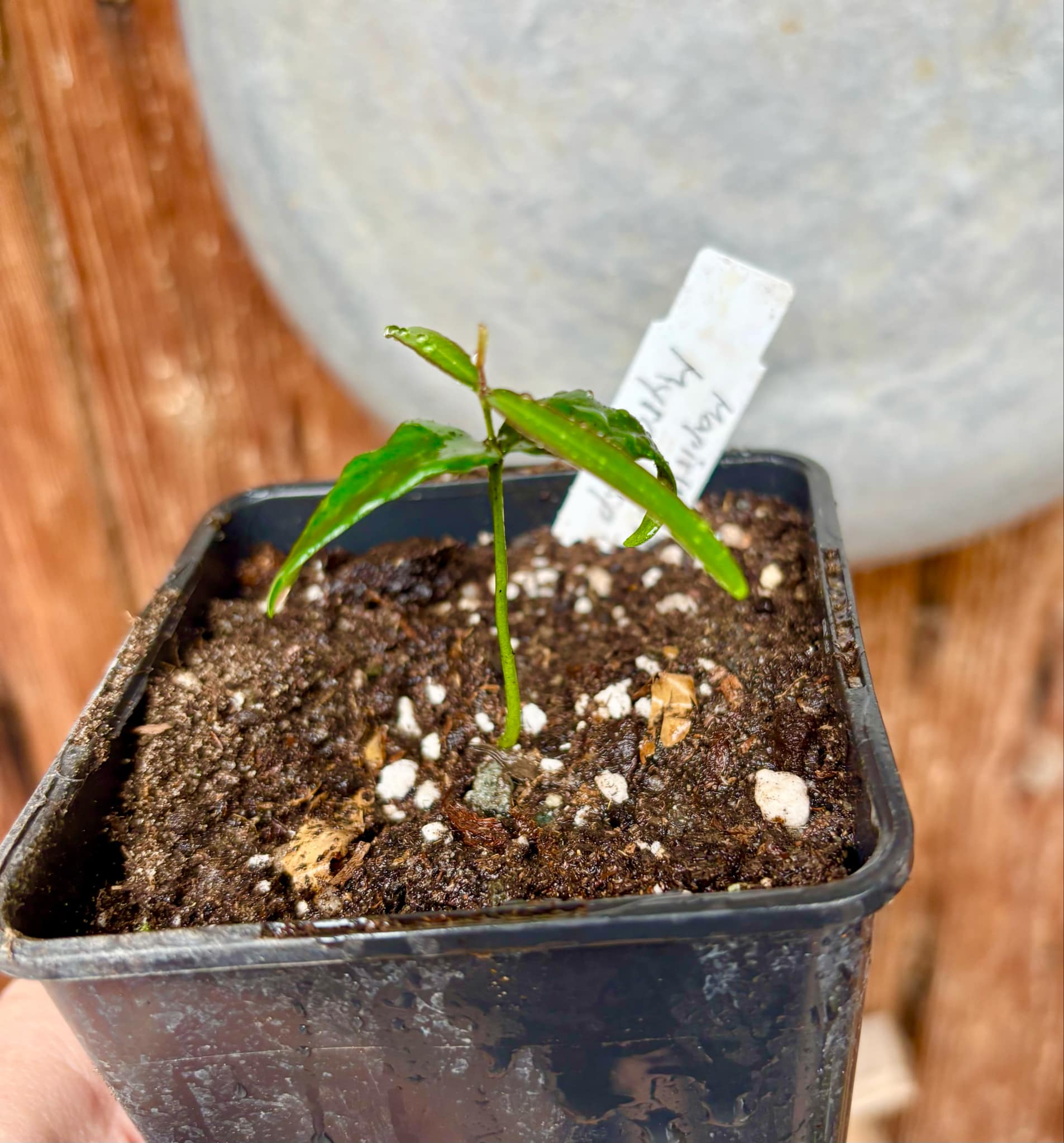 Mapirunga (Myrcia sp.) - 1 small potted seedling / 1 kleiner, getopfter Sämling Mapirunga (Myrcia sp.) - 1 small potted seedling / 1 kleiner, getopfter Sämling