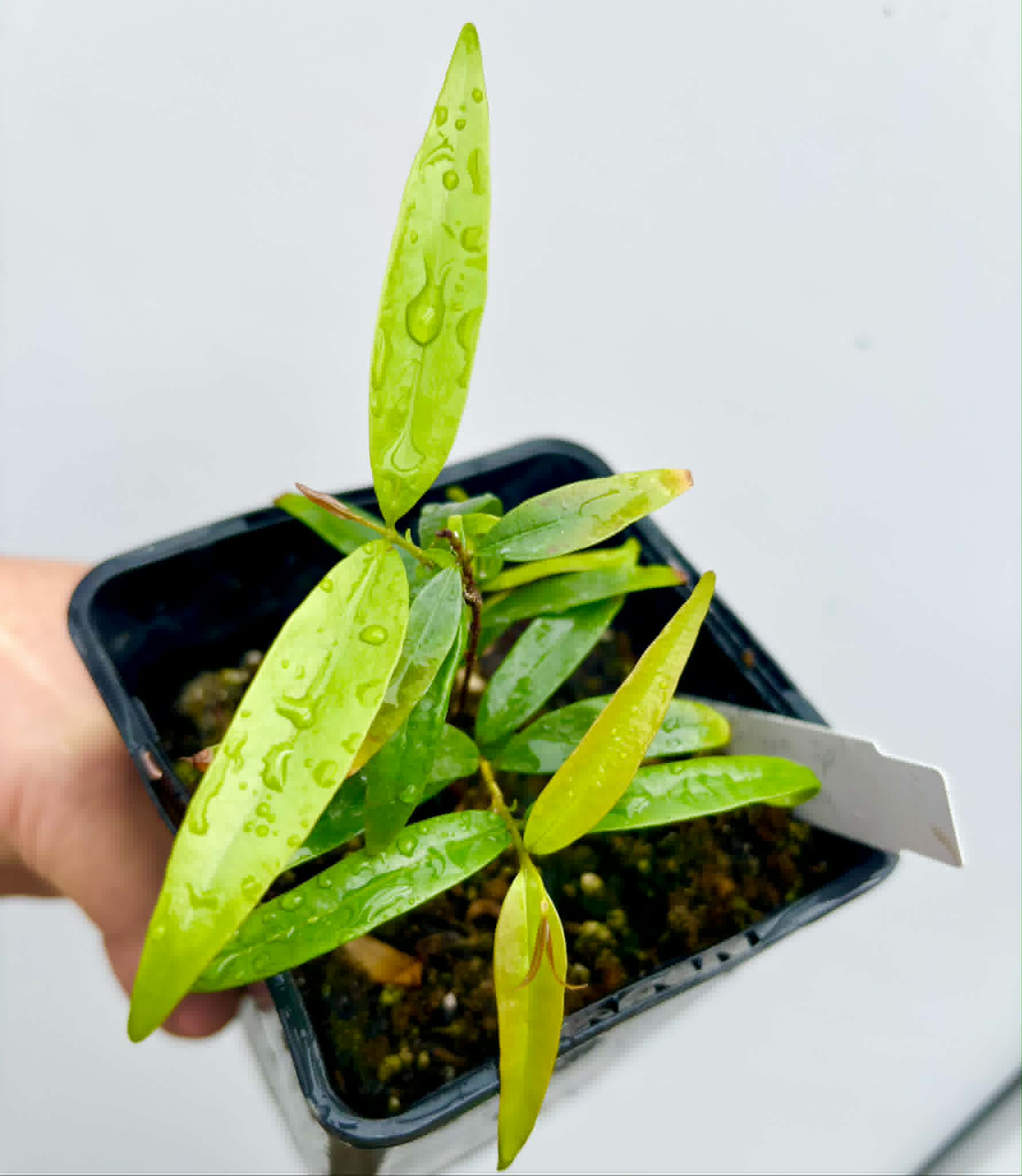 Marliera sp Cheirosa -  1 potted plant / 1 getopfte Pflanze