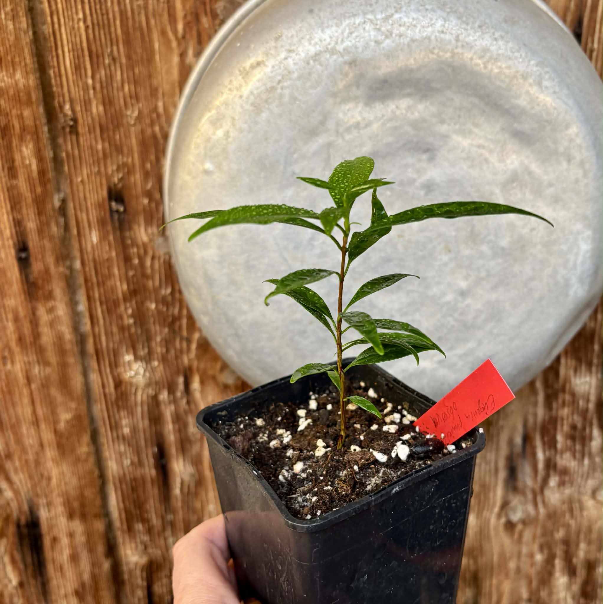 Eugenia punicifolia - 1 potted plant / 1 getopfte Pflanze