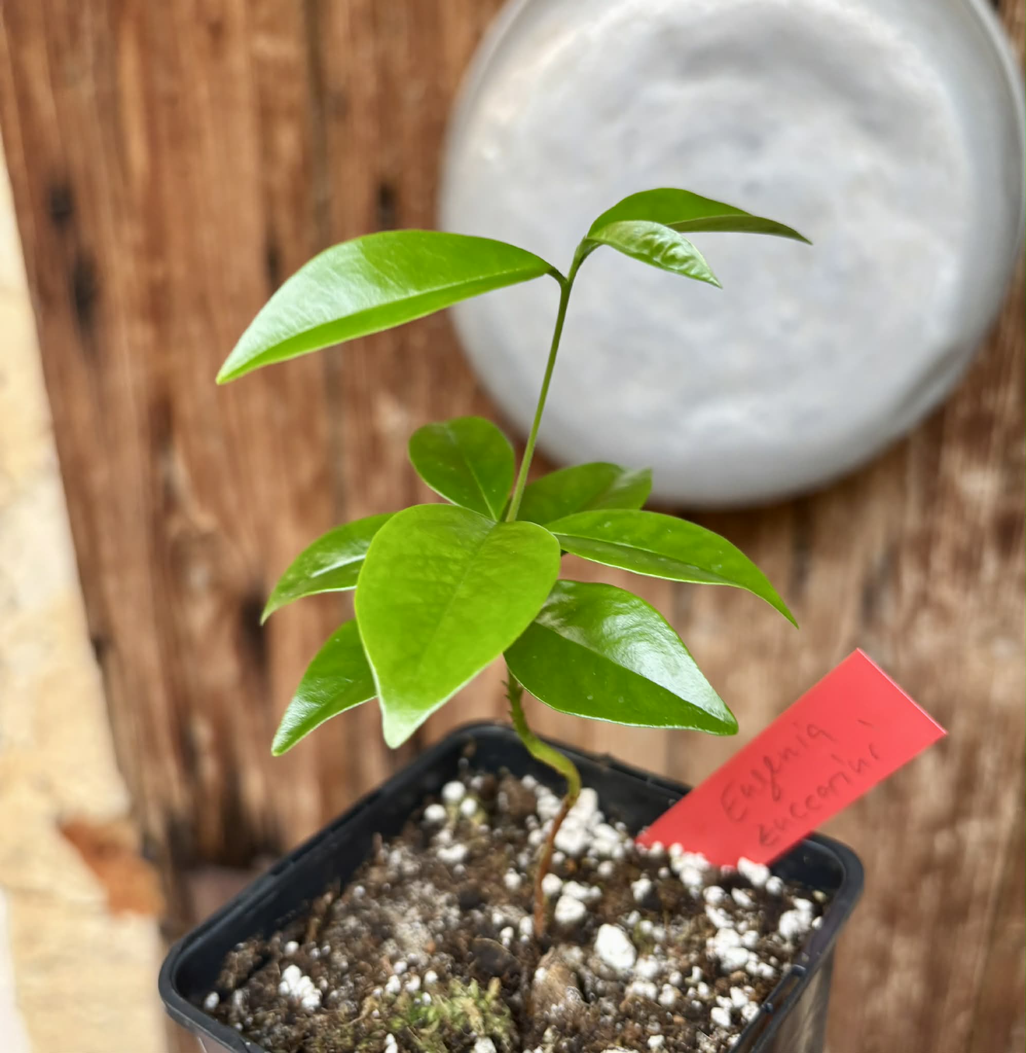 Eugenia zuccarini - 1 potted seedling / 1 getopfter Sämling