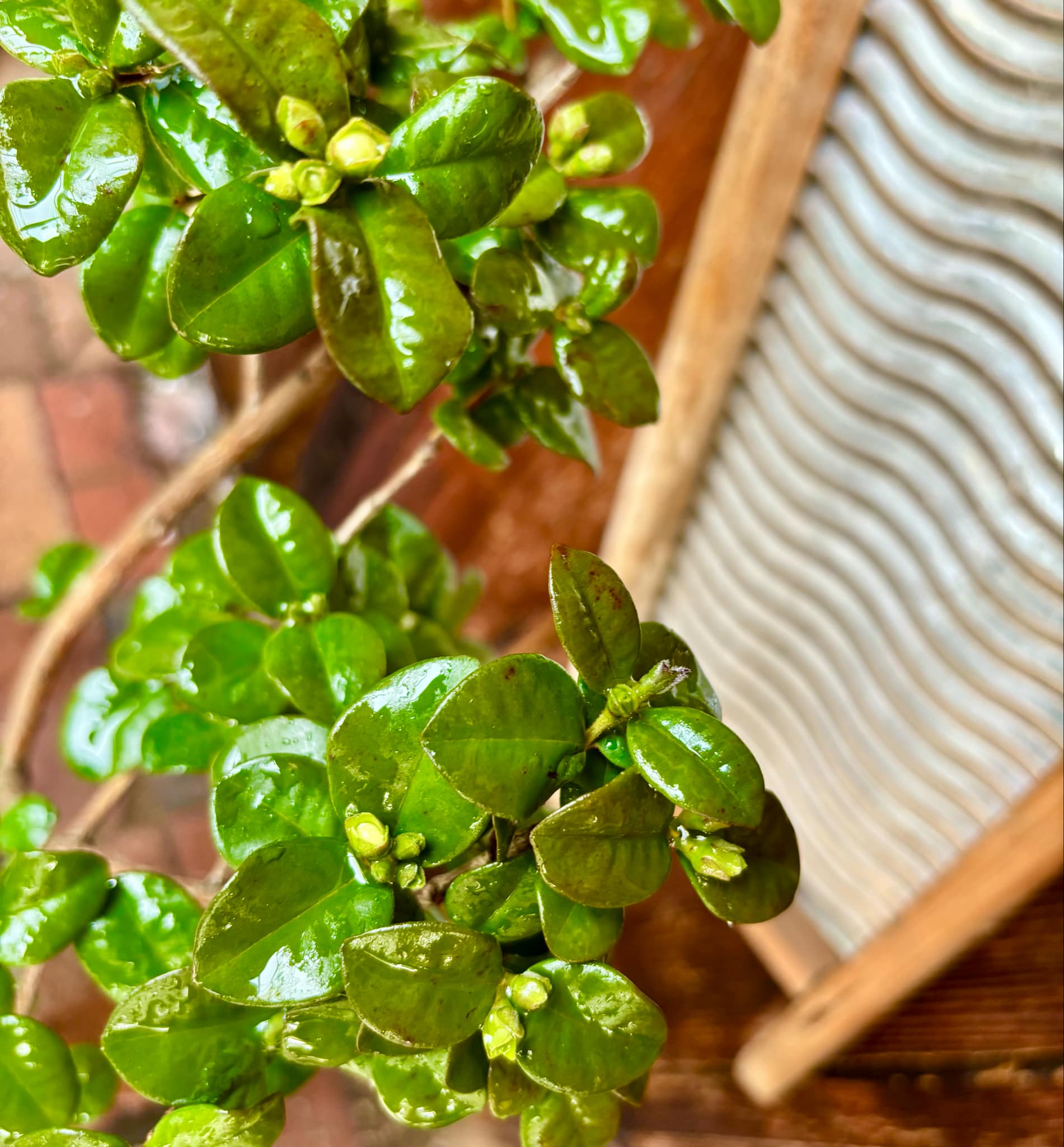 Pitangatuba (Eugenia selloi)  - 1 potted plant / 1 getopfte Pflanze