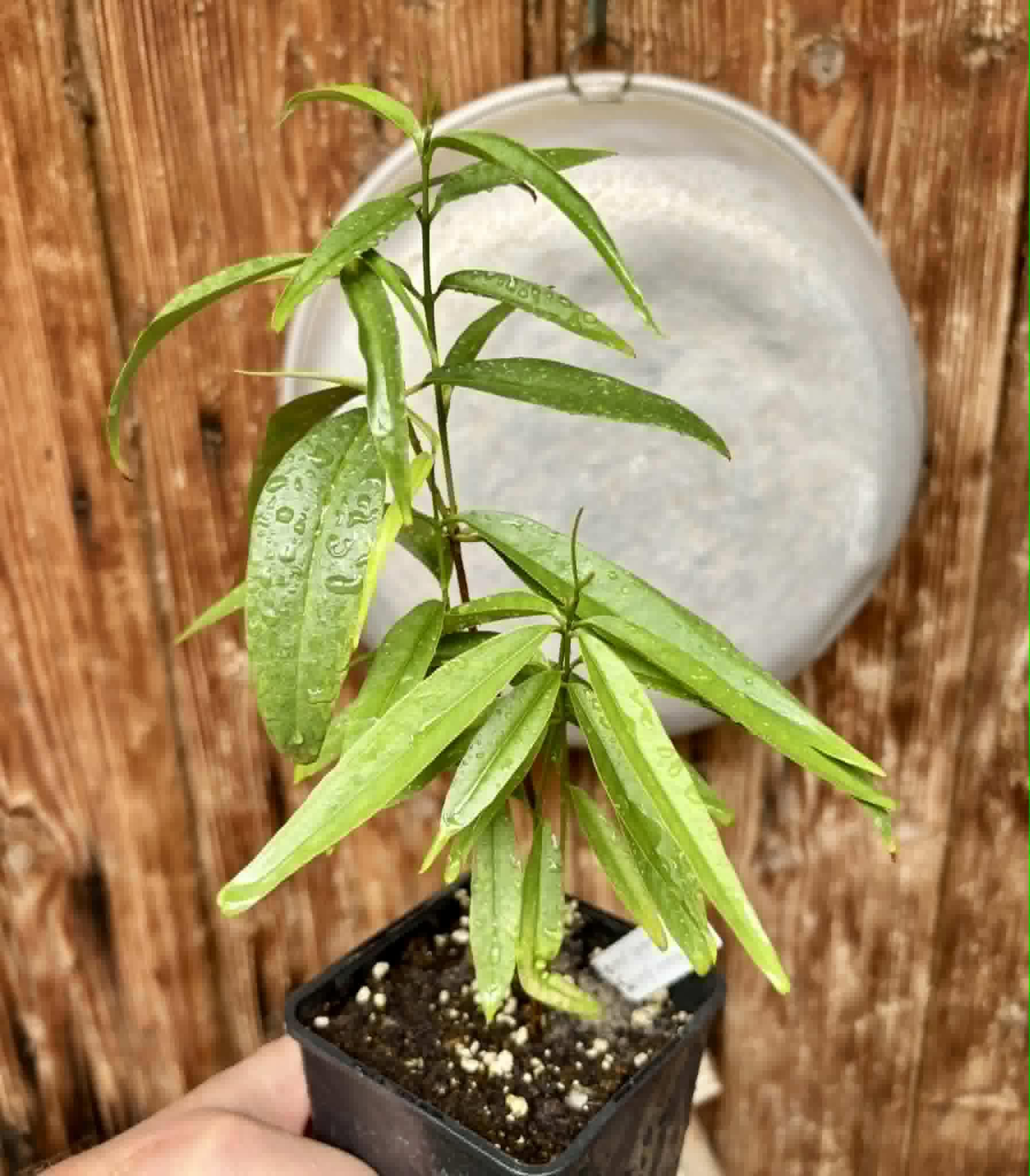 Eugenia bahiensis var. Sementes pintada  - 1 potted plant / 1 getopfte Pflanze