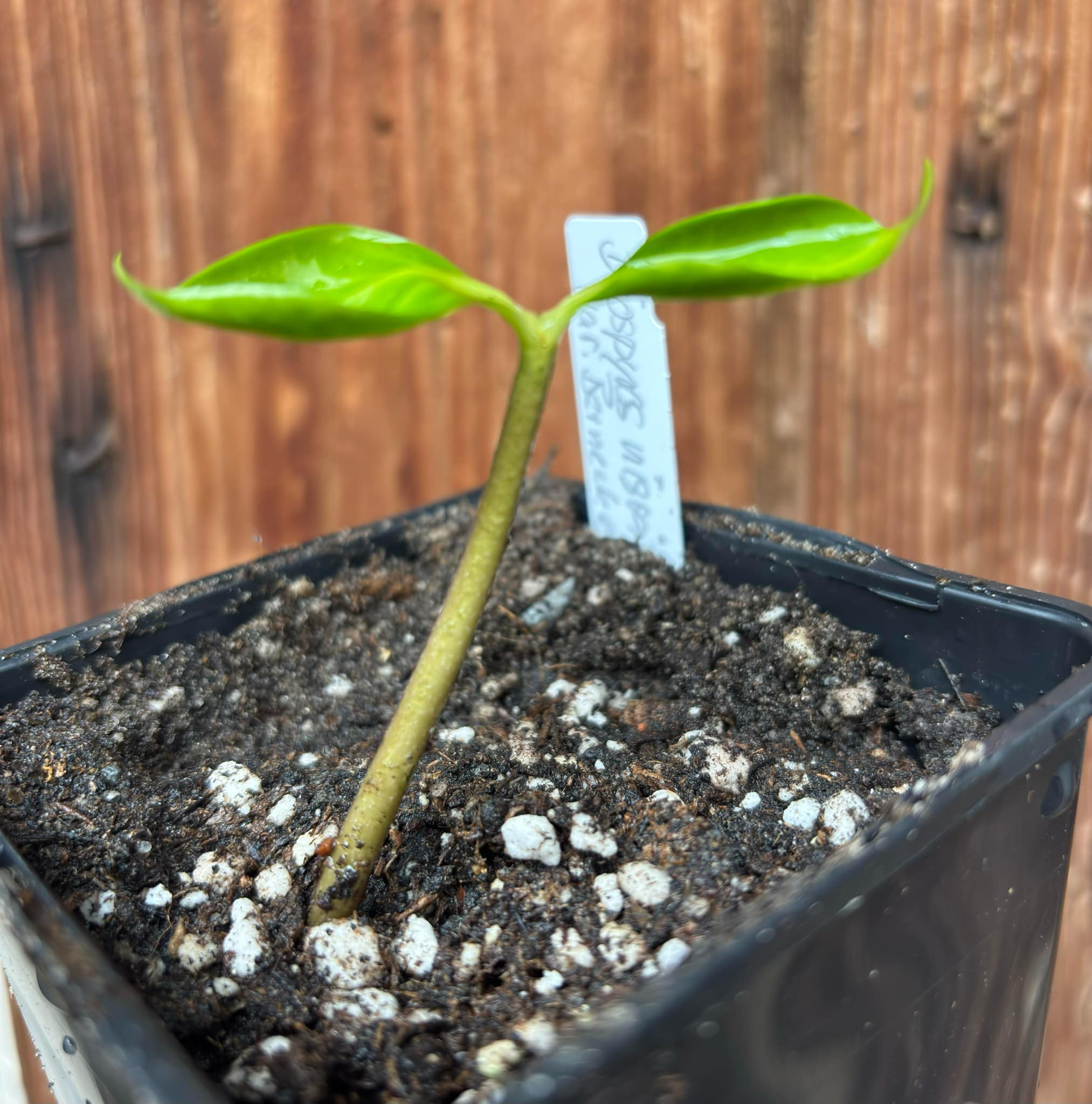 Diospyros nigra - Black Sapote var. Bernecker - 1 potted seedling / 1 getopfter Sämling