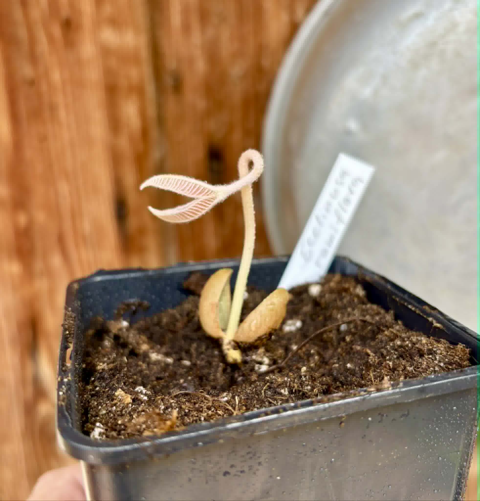 Ecclinusa ramiflora -  1 potted seedling / 1 getopfter Sämling
