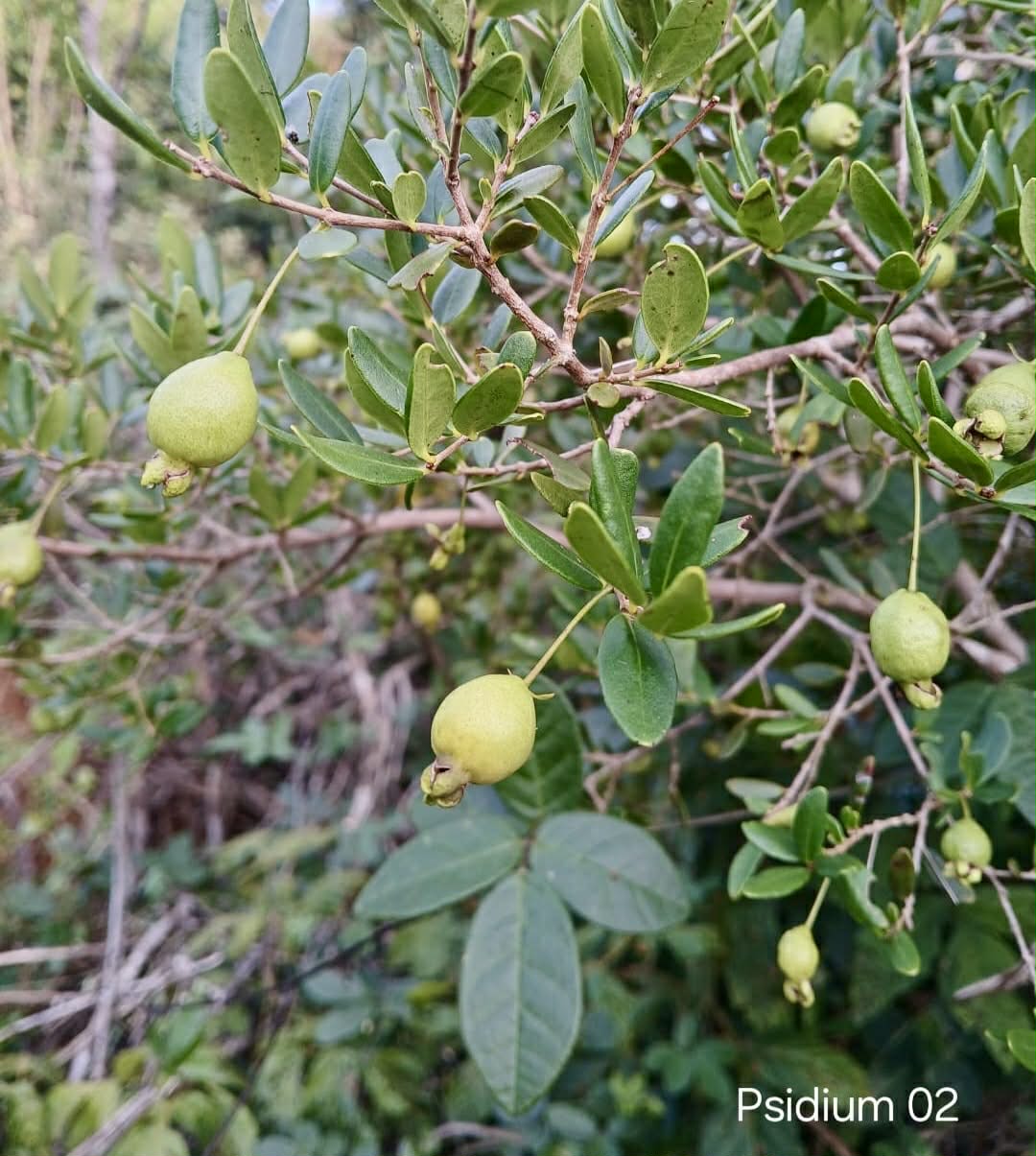 Set of 5 different Psidium sp from Espinhaço  -  5 fresh seeds / 5 frische Samen