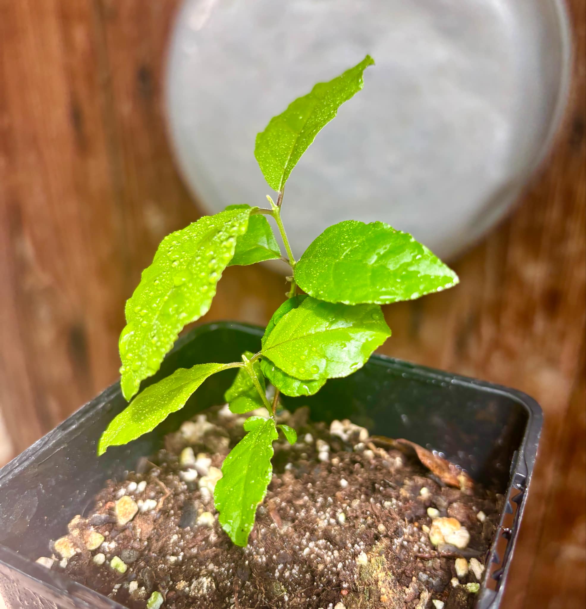 Campomanesia xanthocarpa var. littoralis - 1 small potted seedling / 1 kleiner, getopfter Sämling