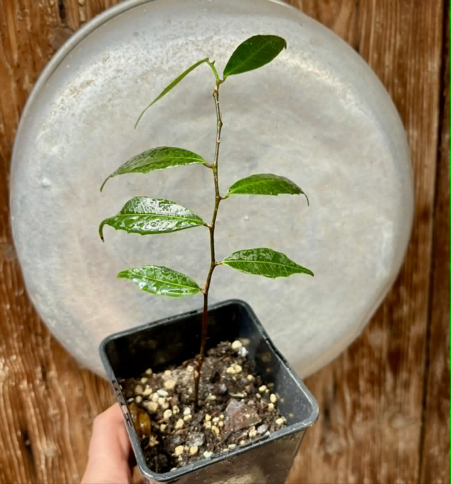 Brosimum alicastrum - Maya nut / Maya Nuss - 1 potted plant / 1 getopfte Pflanze