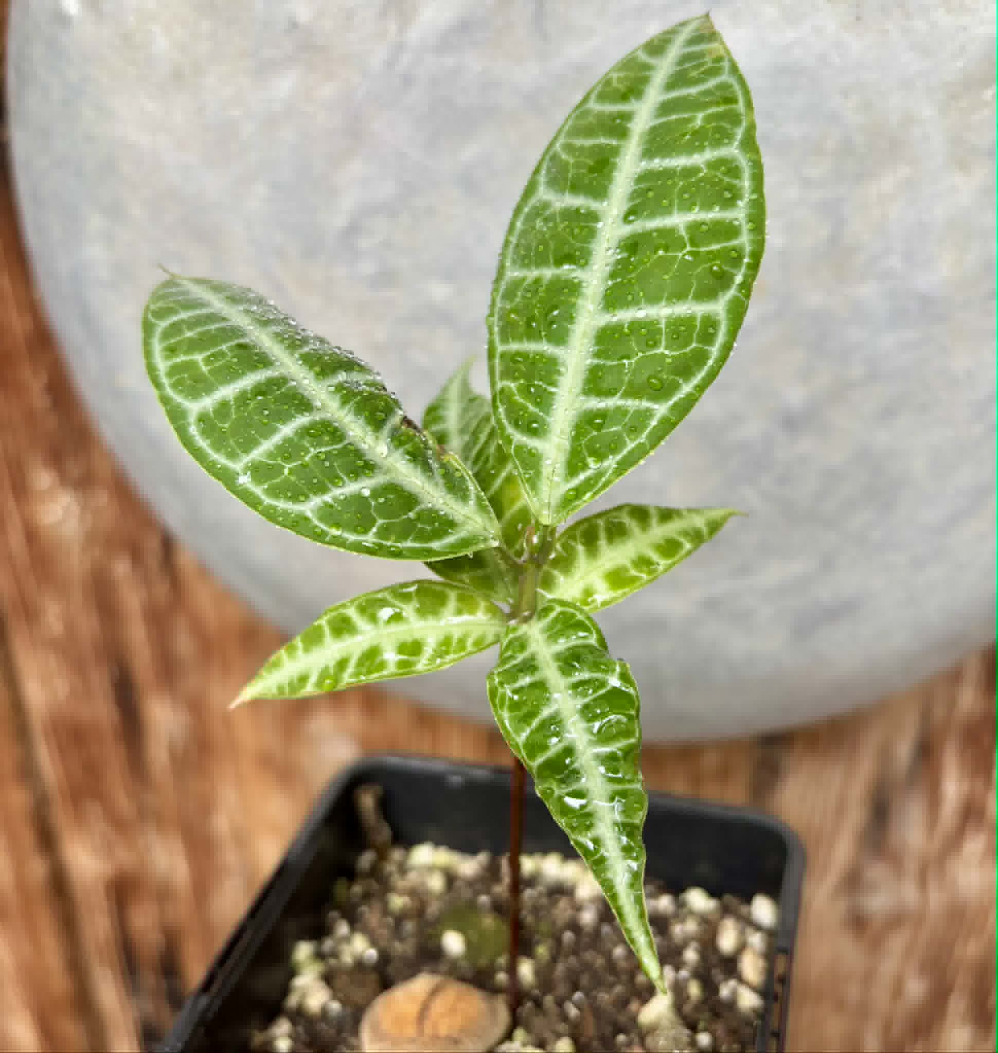 Eugenia sp Labisia -  1 potted plant / 1 getopfte Pflanze