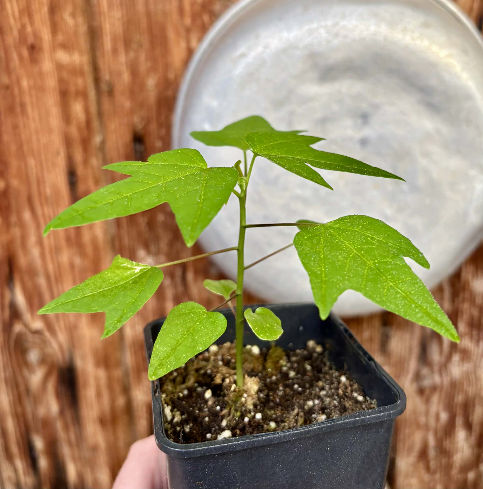 Dwarf Yellow Krabi Papaya (Carica papaya) - 1 potted plant / 1 getopfte Pflanze