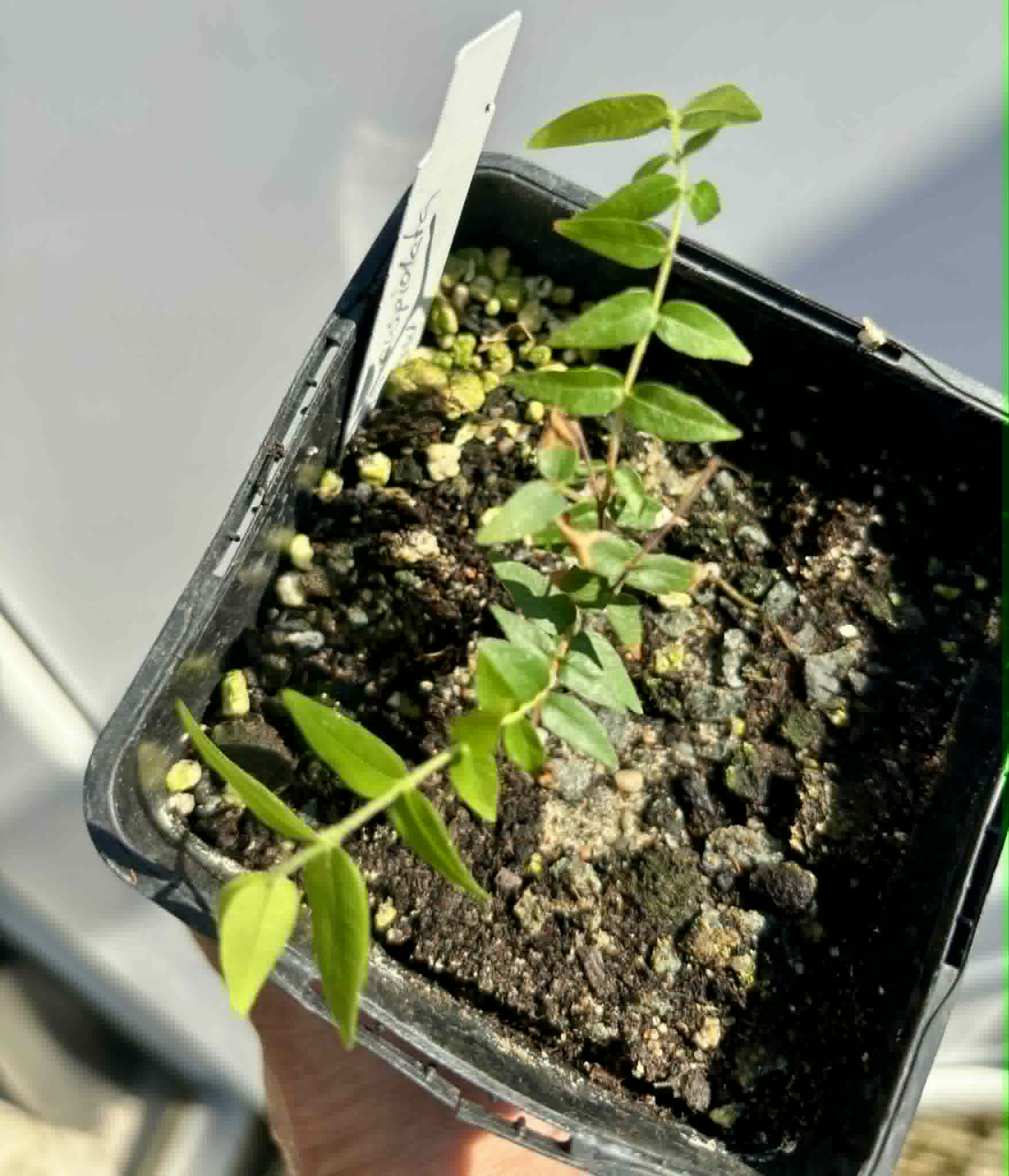 Myrciaria cuspidata YELLOW - 1 potted plant / 1 getopfte Pflanze