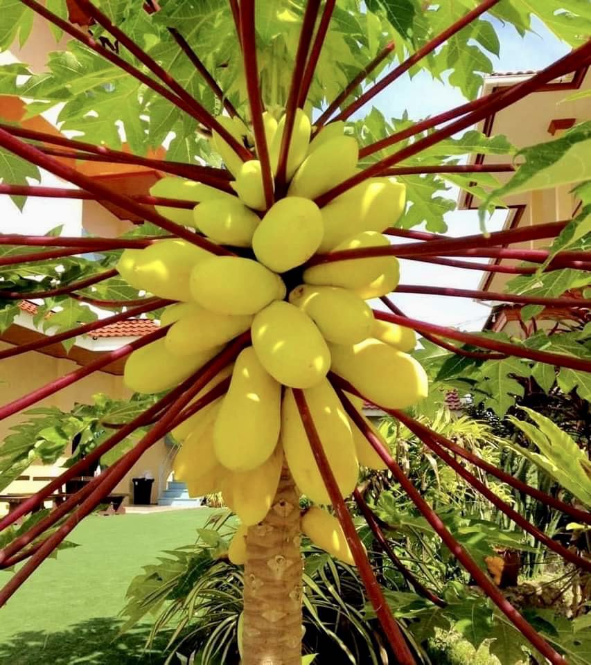 Yellow Krabi Papaya (Carica papaya) - 1 fresh potted seedling / 1 frisch getopfter Sämling