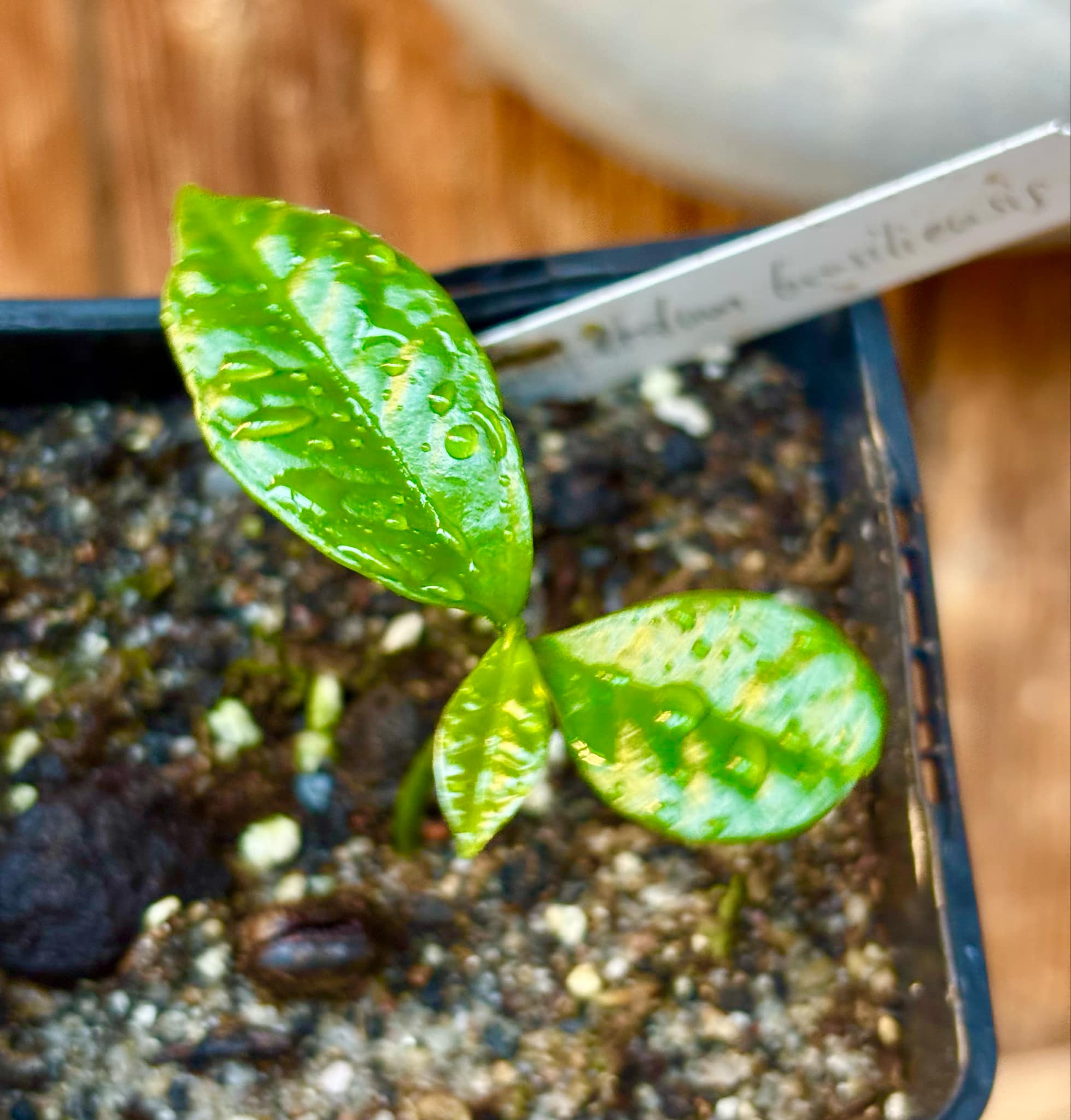 Cymbopetalum brasiliensis - 1 small potted seedling / 1 kleiner, getopfter Sämling