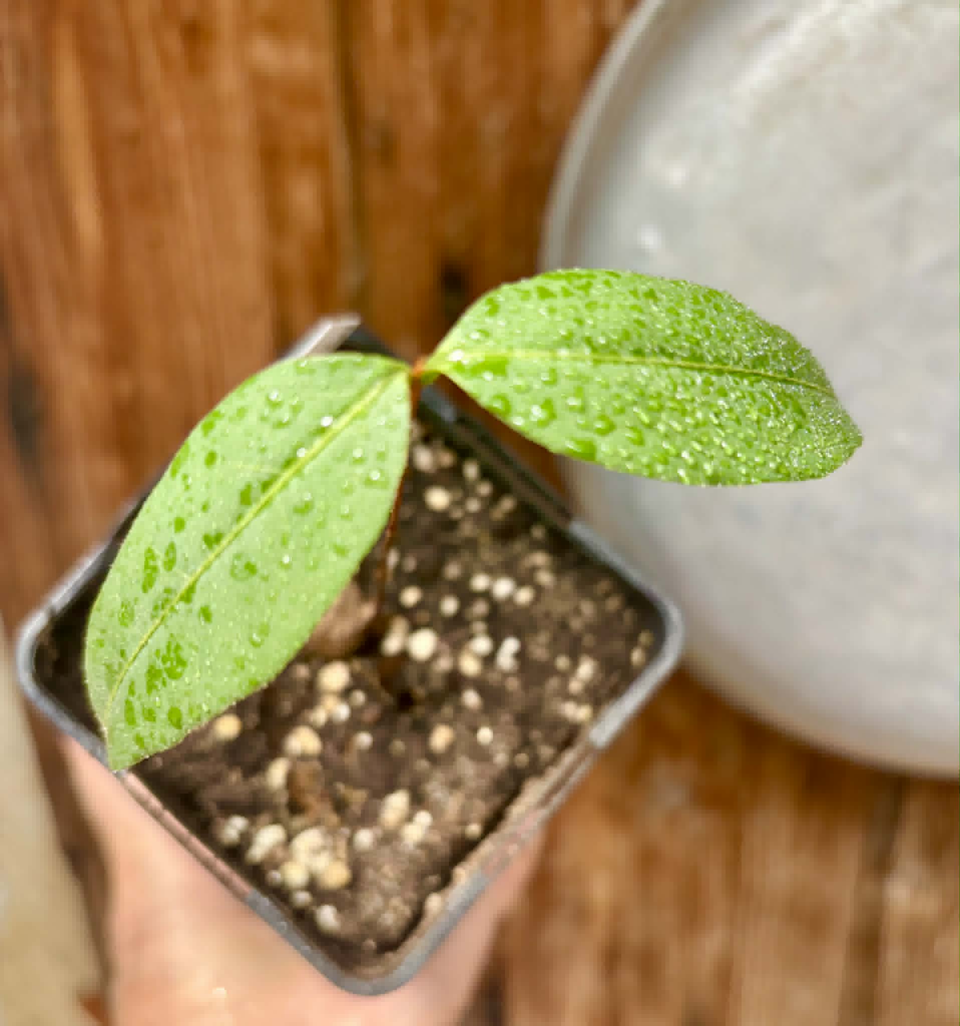 Eugenia sp amarela de Rondonia - 1 potted seedling / 1 getopfter Sämling