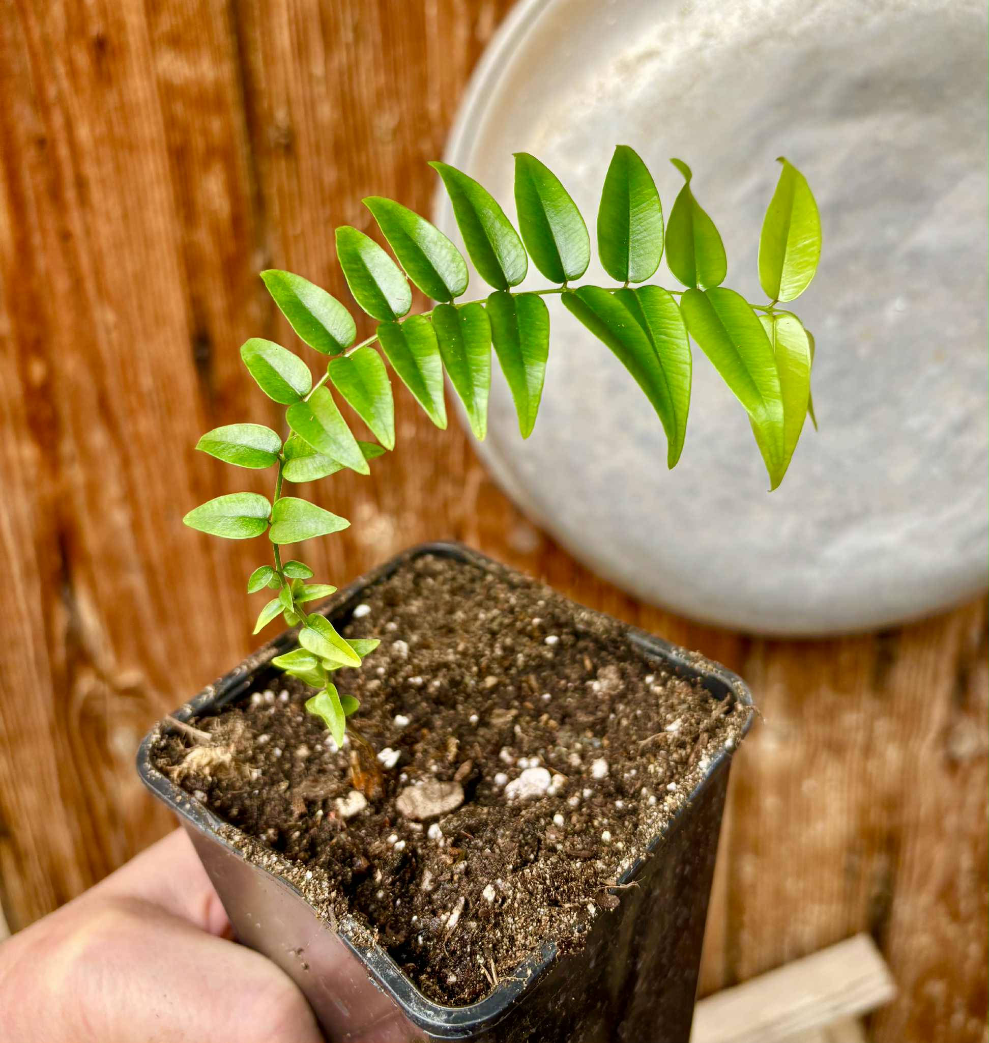 Myrciaria sp Maruim - 1 potted seedling / 1 getopfter Sämling