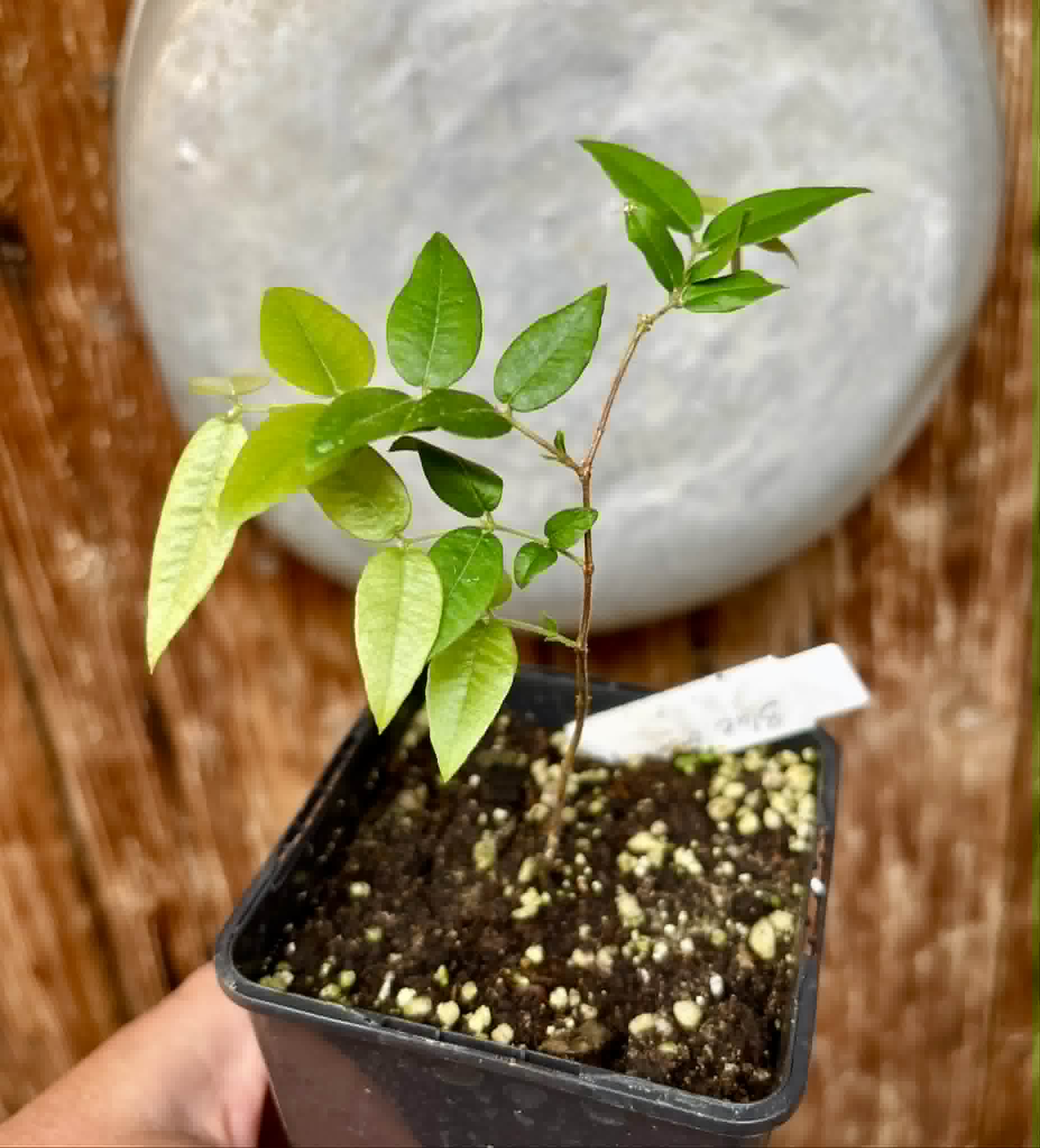 Myrciaria sp Cabeludinha preta (Blue Glomerata) - 1 pottet seedling / 1 getopfter Sämling