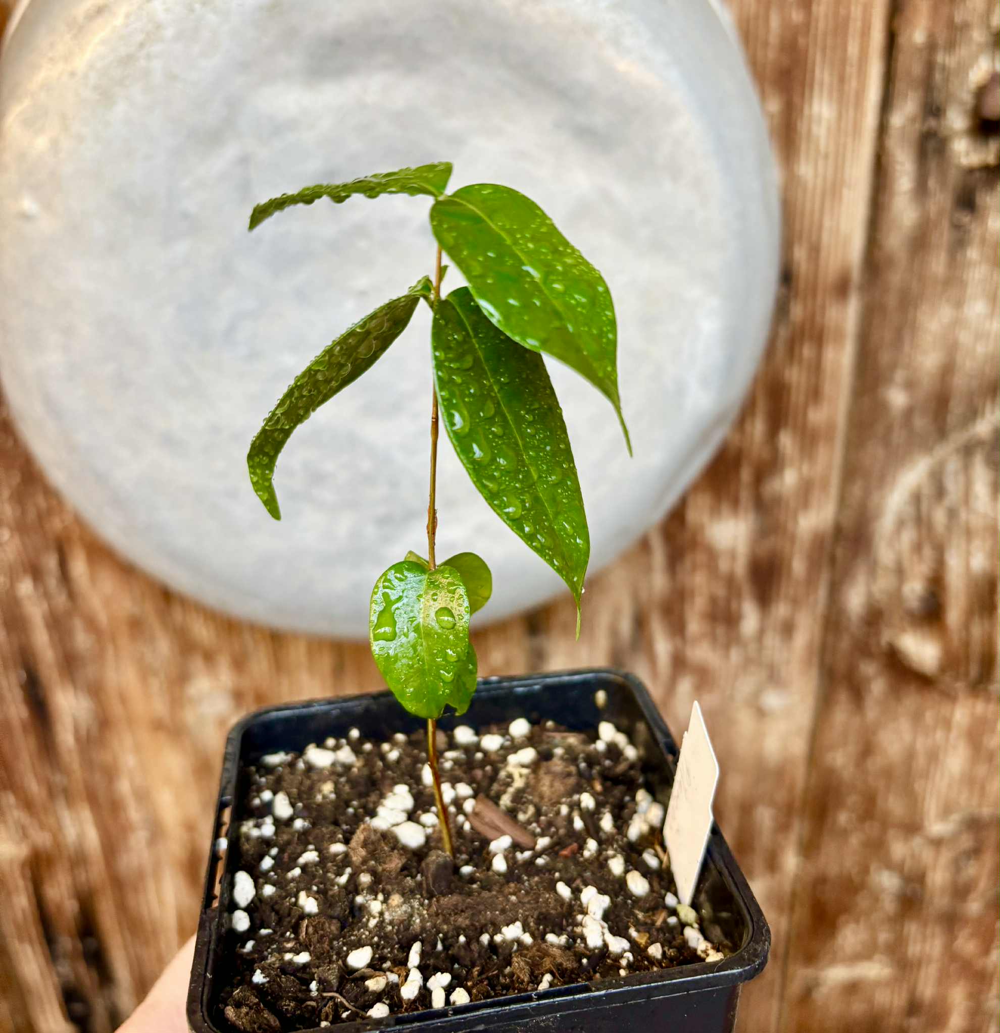Eugenia uniflora var. Gigante Pitangao  - 1 potted seedling / 1 getopfter Sämling