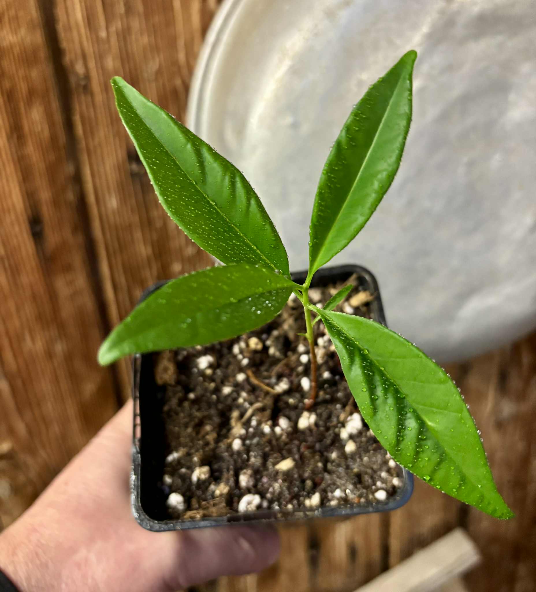 Grumixama-açu (Eugenia villae-novae) - 1 potted seedling / 1 getopfter Sämling