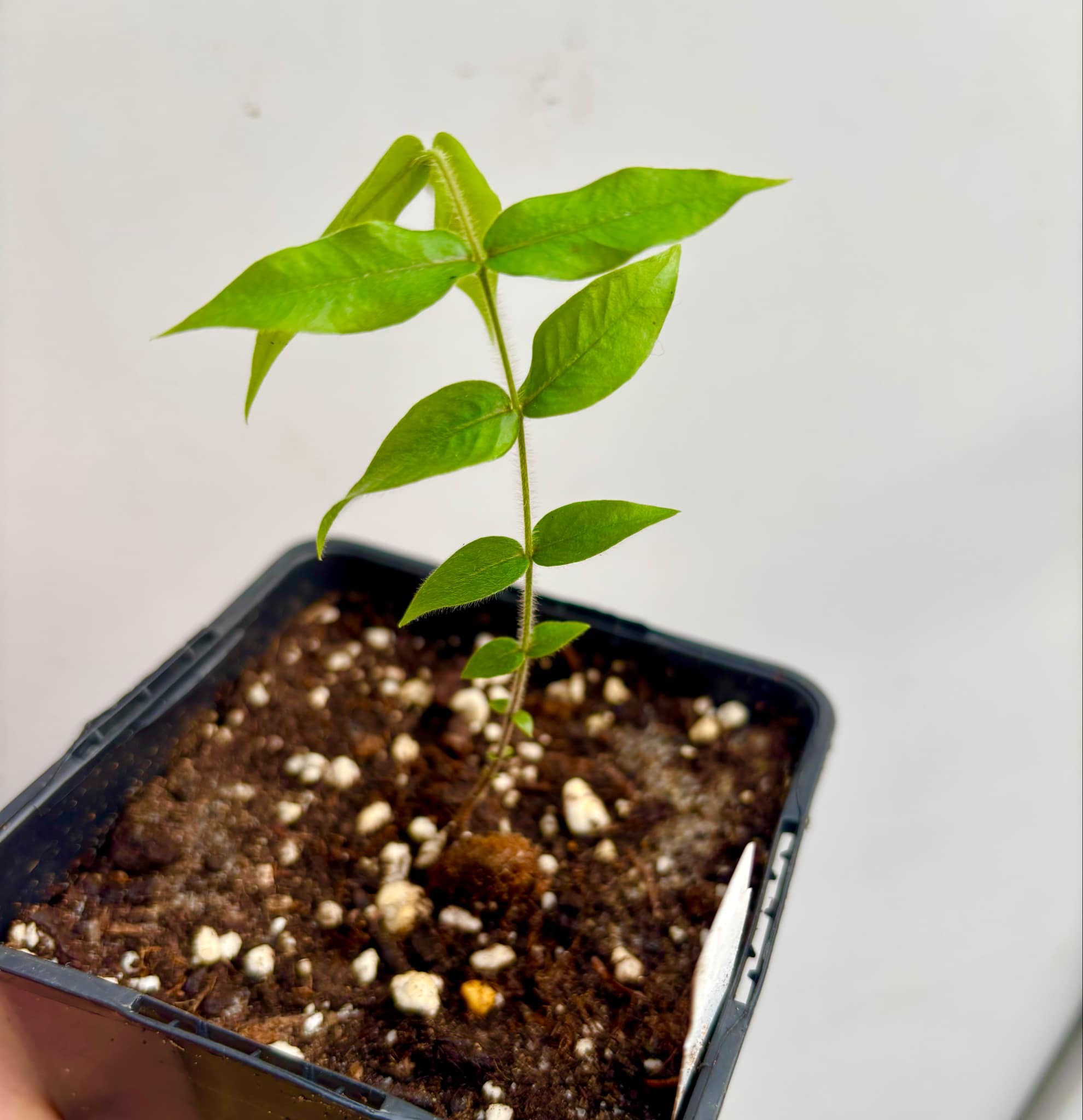 Top five tasting fruits - Beach Cambuca (Myrciaria strigipes) - 1 potted seedling / 1 getopfter Sämling