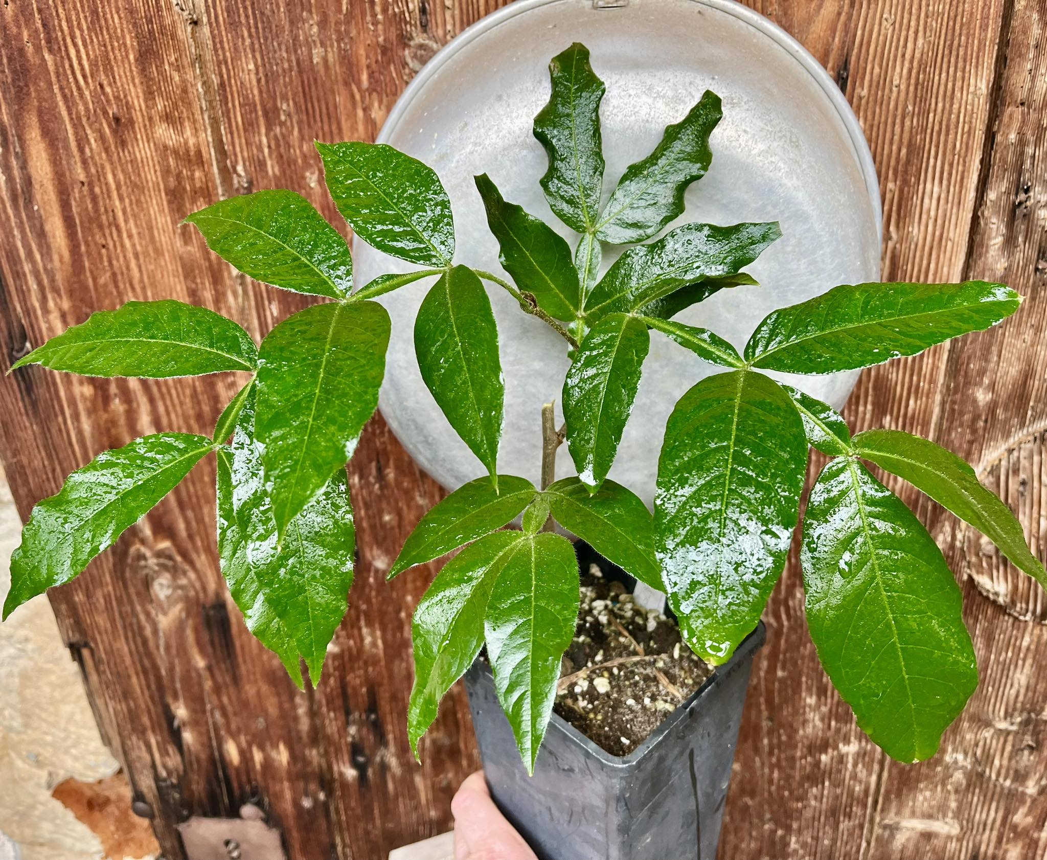 Inga spectabilis , Machete Ice cream bean