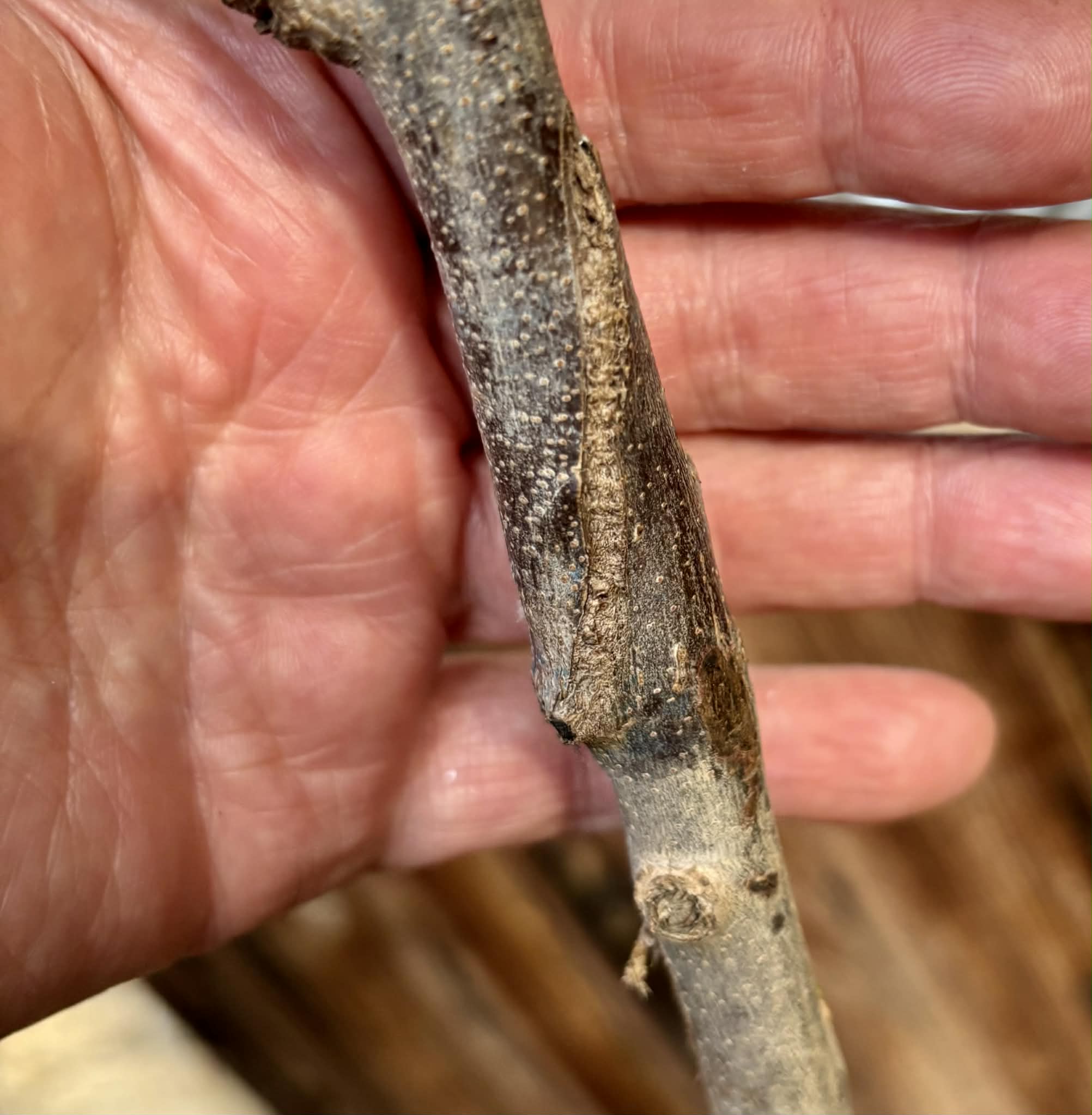 grafted - Cherimoya var. Fino de Jete (Annona cherimola) - 1 potted plant / 1 getopfte Pflanze