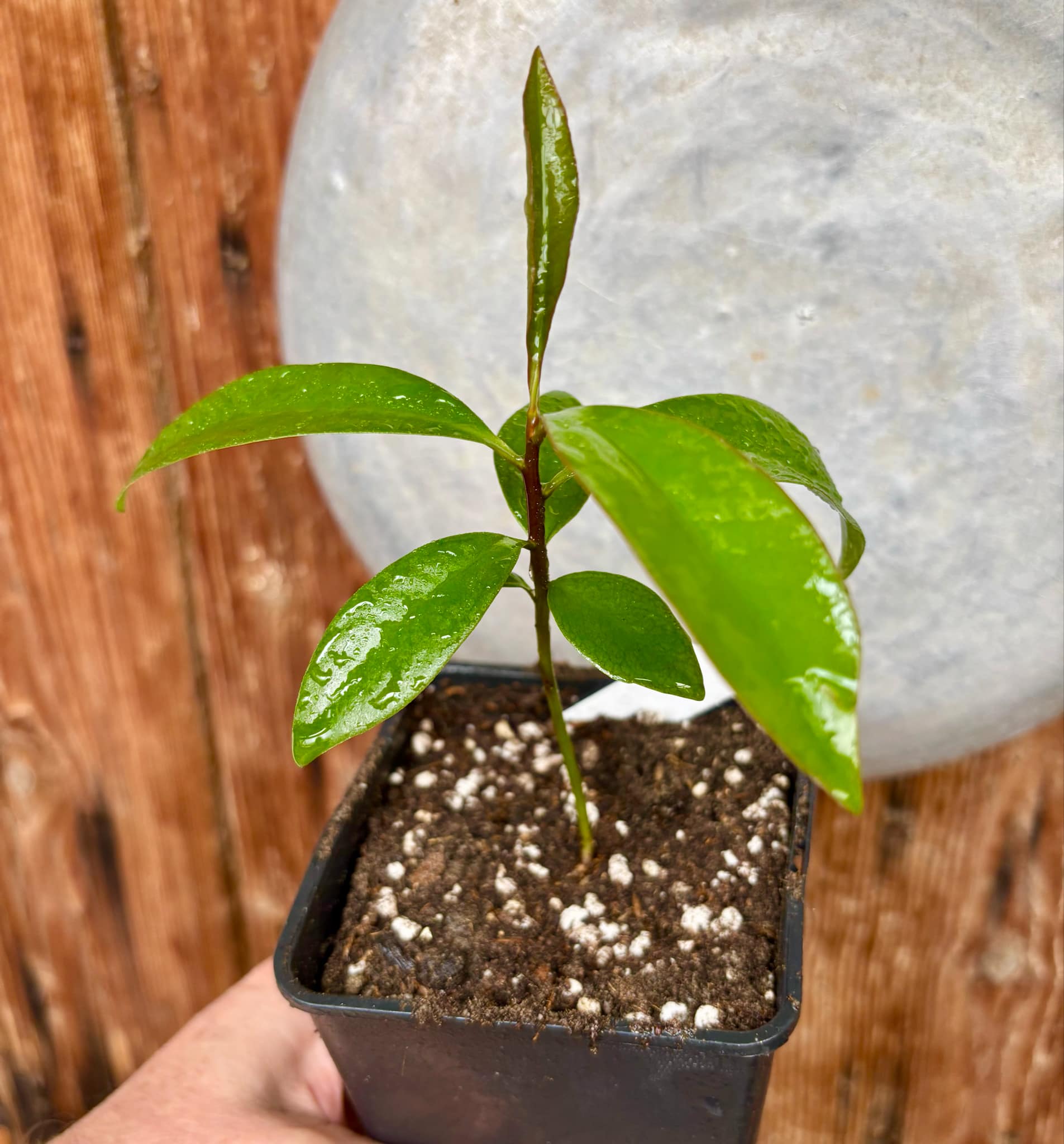 Ardisia elliptica - 1 small potted seedling / 1 kleiner, getopfter Sämling