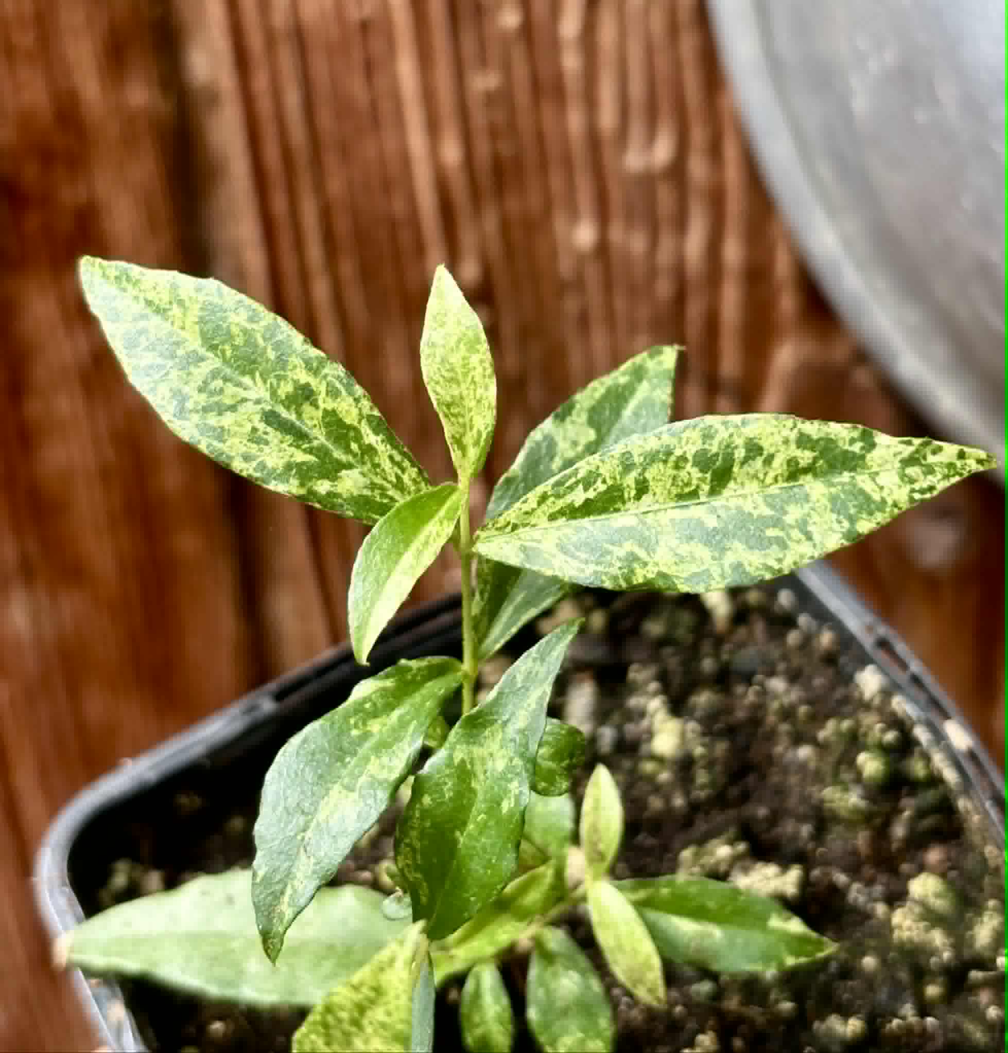 variegated Acerola (Malpighia glabra) rooted cutting - 1 potted rooted cutting / 1 getopfter, bewurzelter Steckling