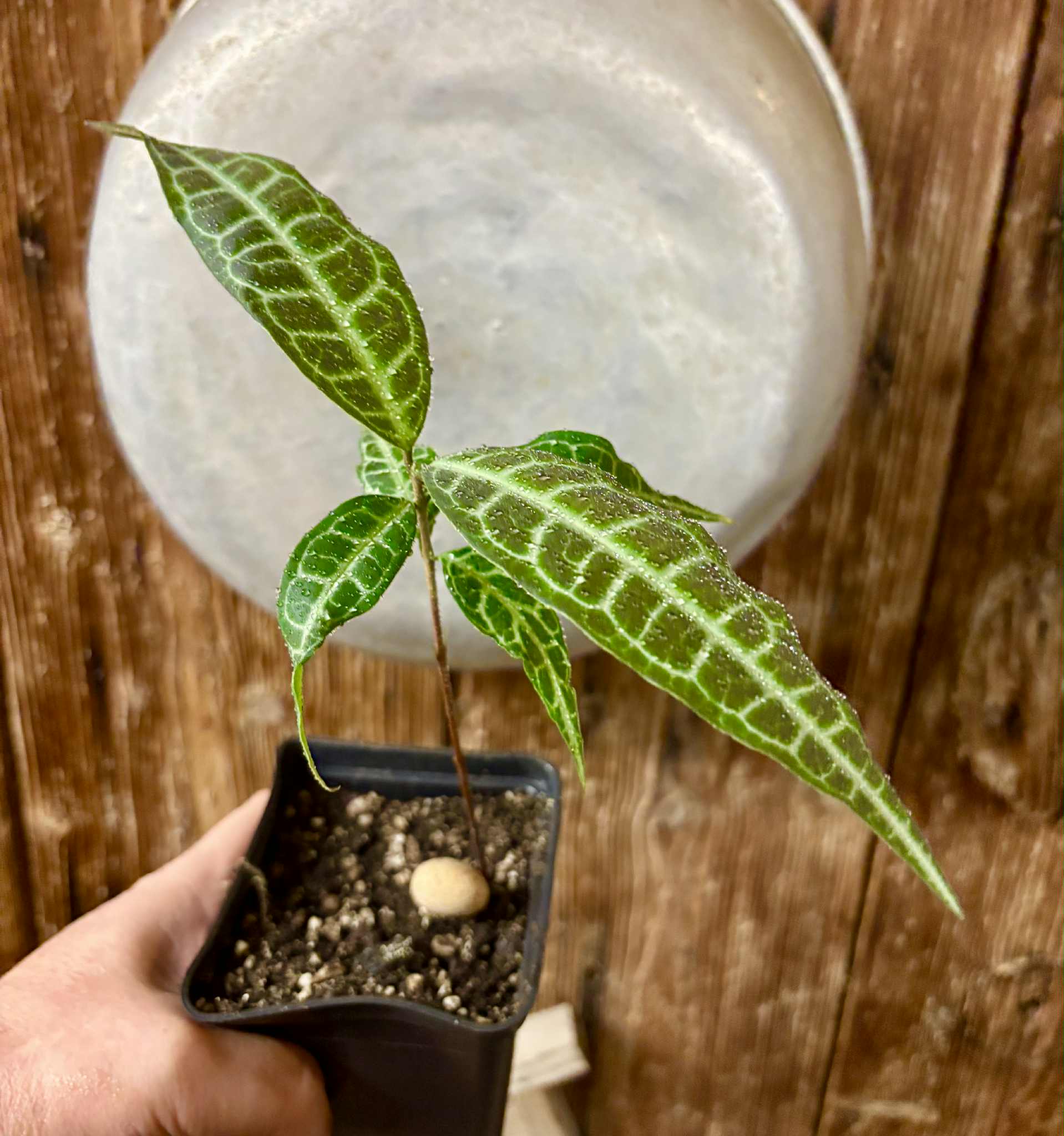 Eugenia sp Labisia -  1 potted seedling / 1 getopfter Sämling