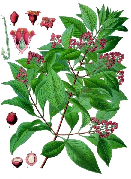 10 in 1 pot - Sandalwood (Santalum album) - 10 seedlings in one pot / 10 Sämlinge in einem Topf