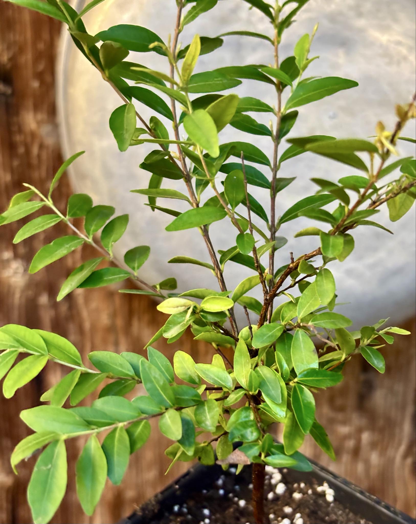 three years old - Uvaia - Eugenia pyriformis -  1 potted plant / 1 getopfte Pflanze
