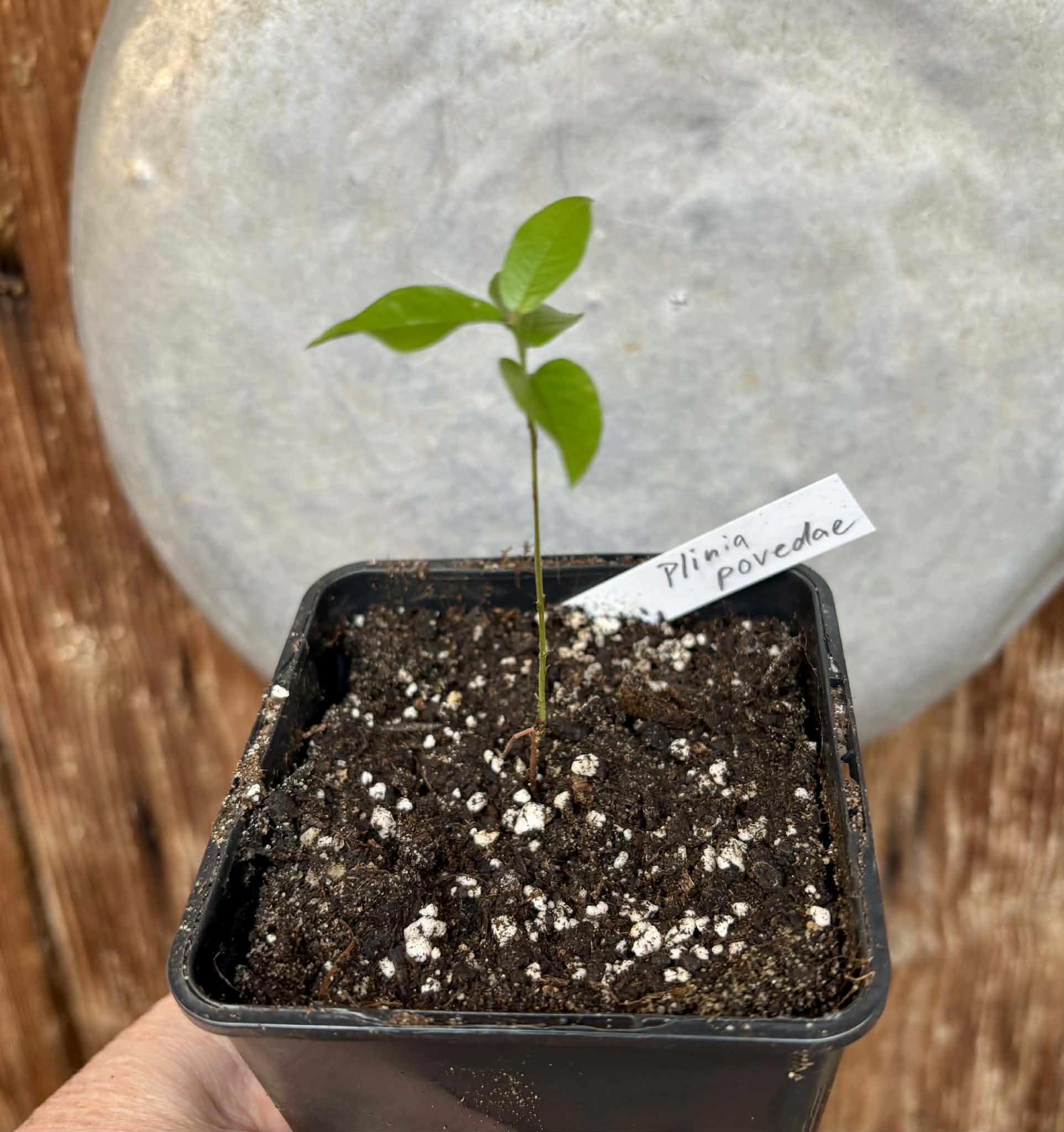 Plinia povedae - 1 potted seedling / 1 getopfter Sämling