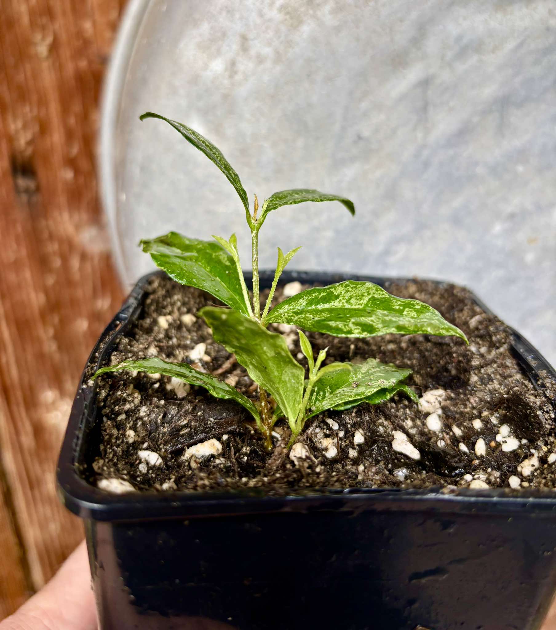 variegated Acerola (Malpighia glabra) rooted cutting - 1 potted rooted cutting / 1 getopfter, bewurzelter Steckling
