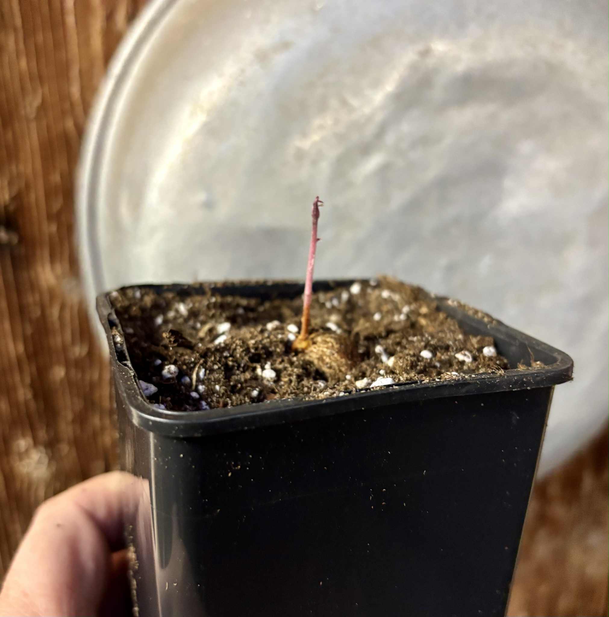 Eugenia sect. pisiformis var. Maruim - 1 potted seedling / 1 getopfter Sämling