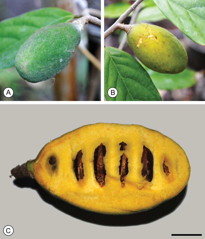 Phrom Phanom (Mitrophora monocarpa) - 1 fresh seed / 1 frischer Samen