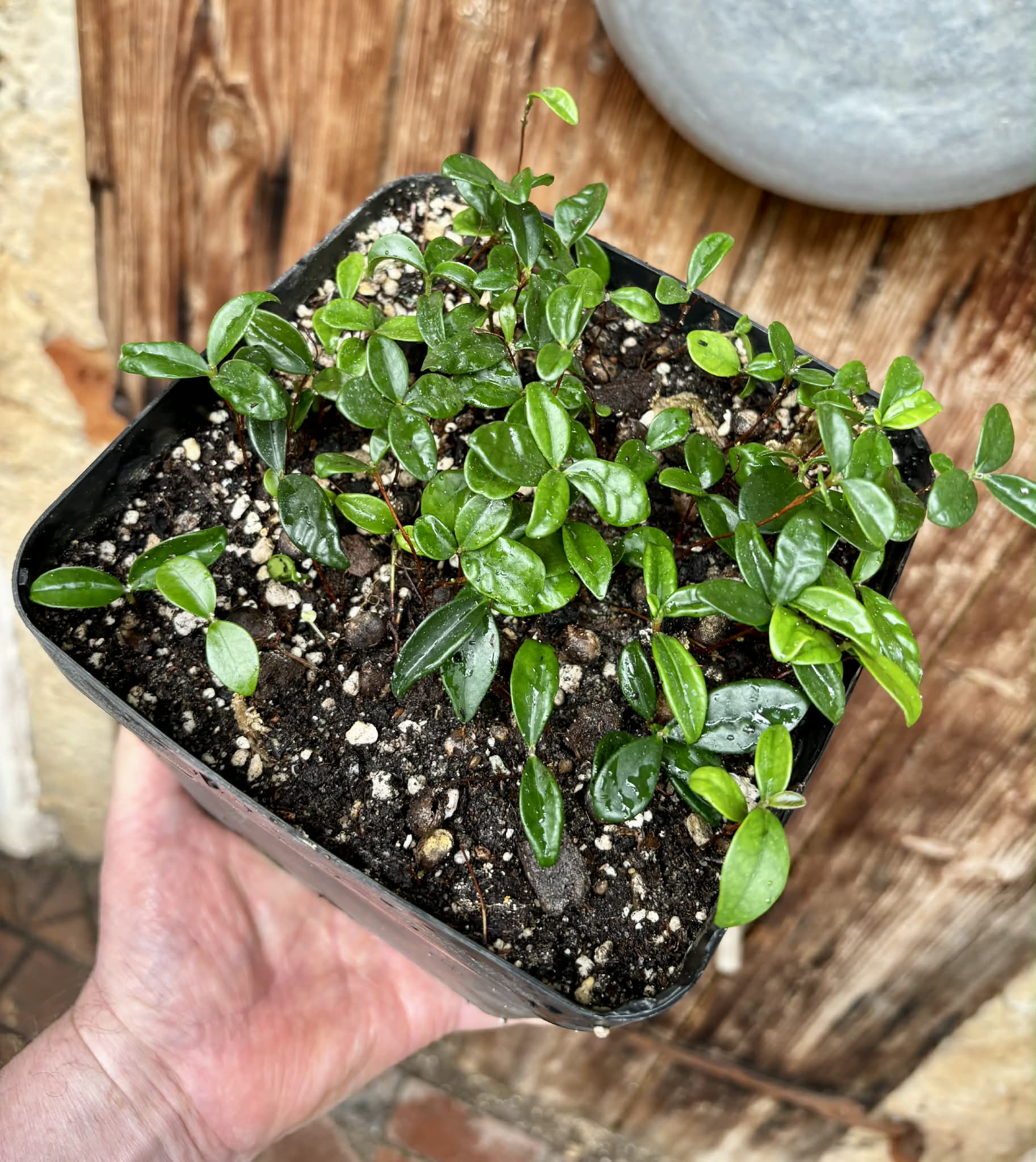 56 in 1 pot - Eugenia reinwardtiana - Cedarbay Cherry -  56 seedlings in one pot / 56 Sämlinge in einem Topf