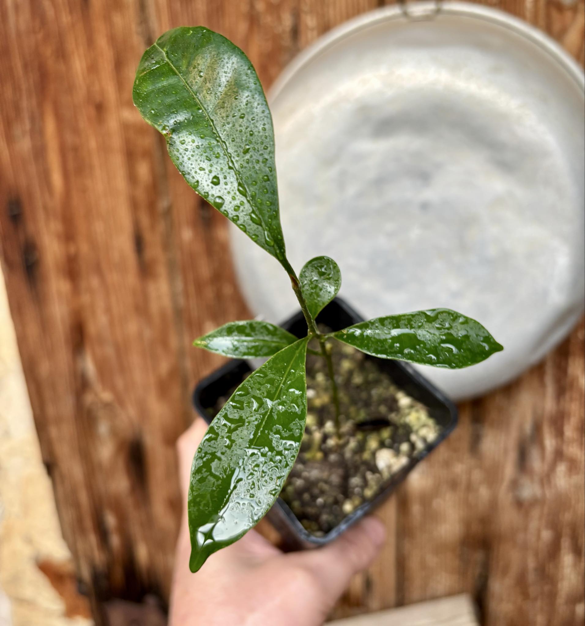 Pouteria alvesii - 1 potted seedling / 1 getopfter Sämling