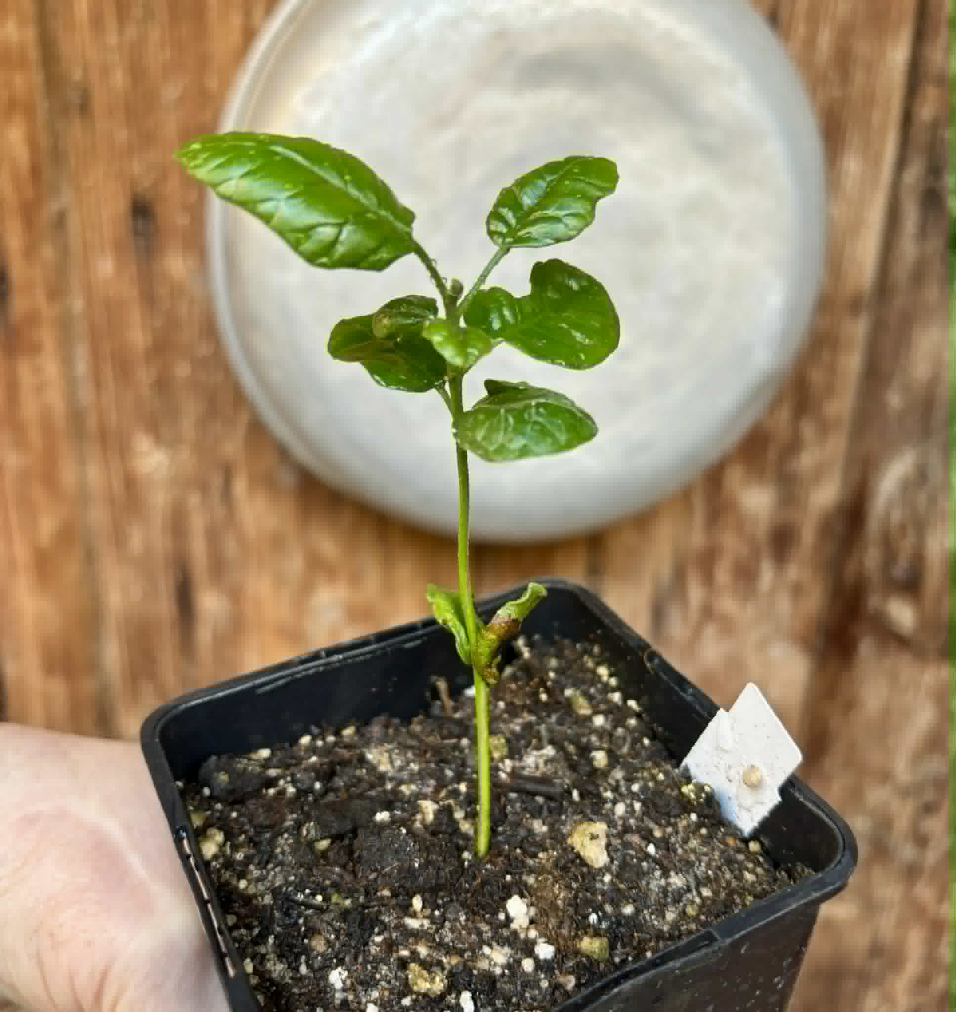 Wampee (Clausena lansium) - 1 small potted seedling / 1 kleiner, getopfter Sämling