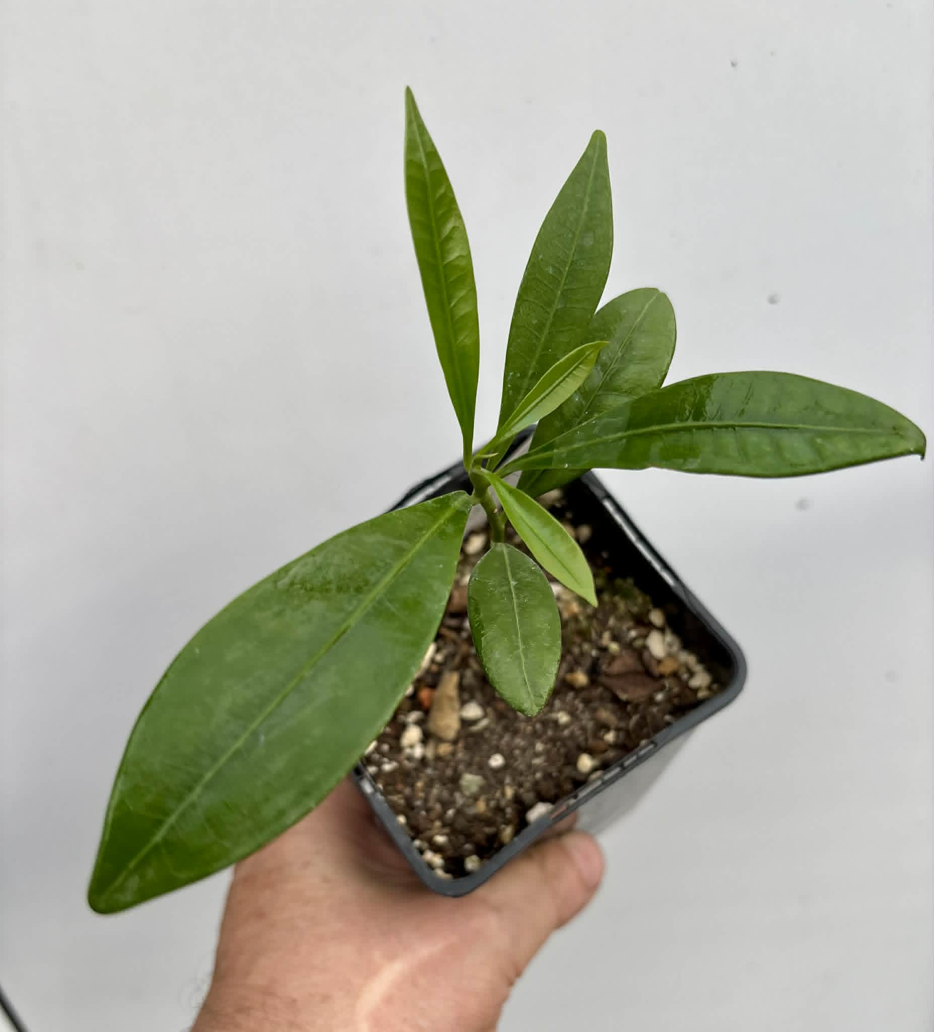 Pouteria macahensis - 1 potted seedling / 1 getopfter Sämling
