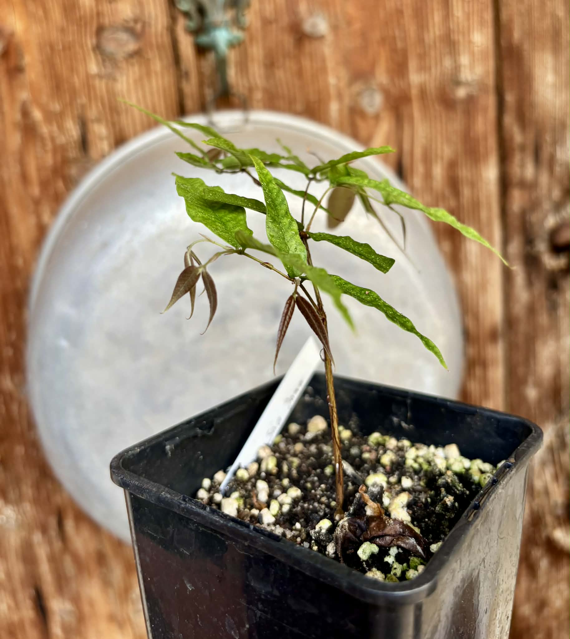 Plinia sp Cabo longo Sao Joao -  1 potted seedling / 1  getopfter Sämling