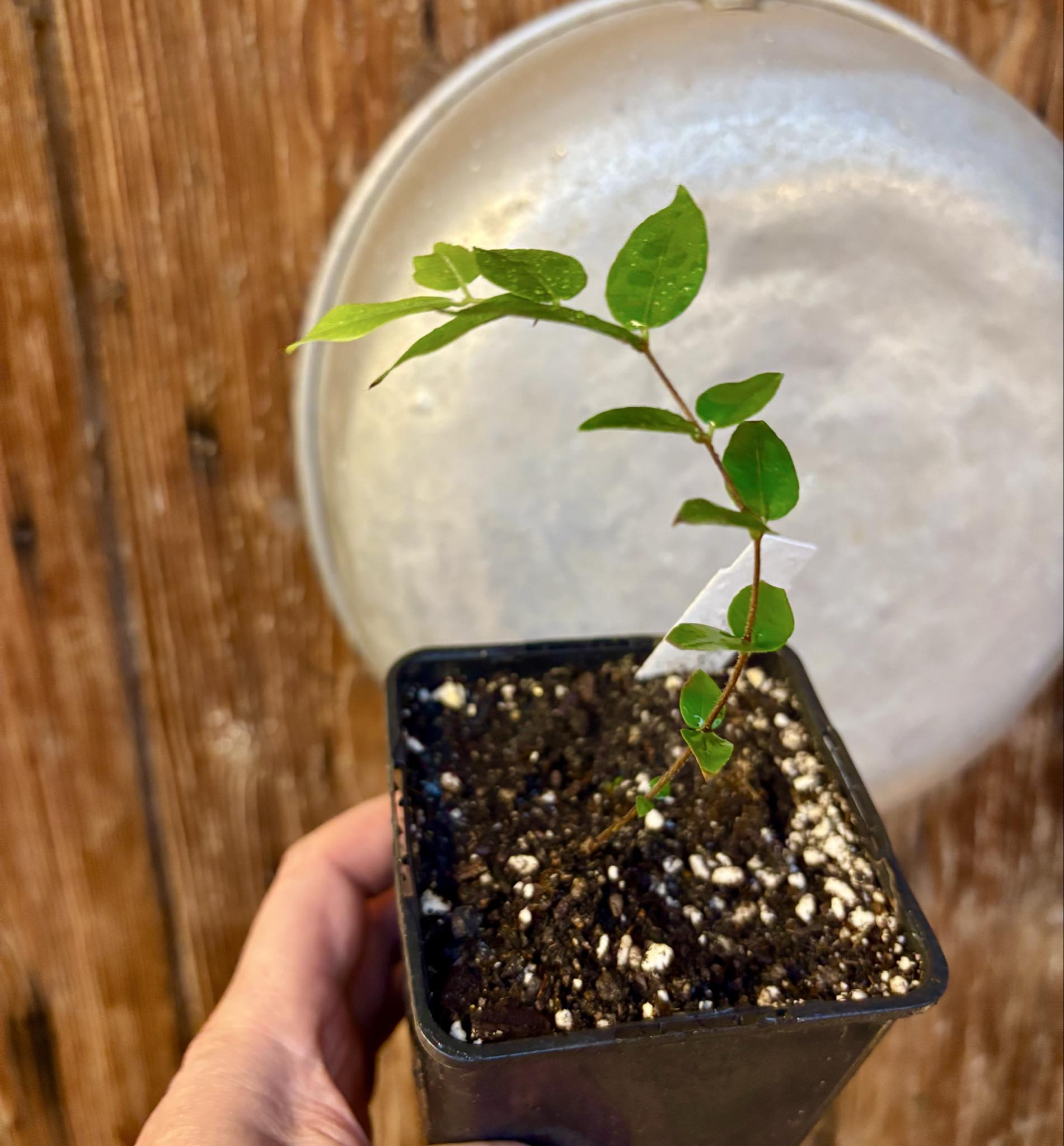 Myrciaria aff plinioides-  1 potted seedling / 1 getopfter Sämling