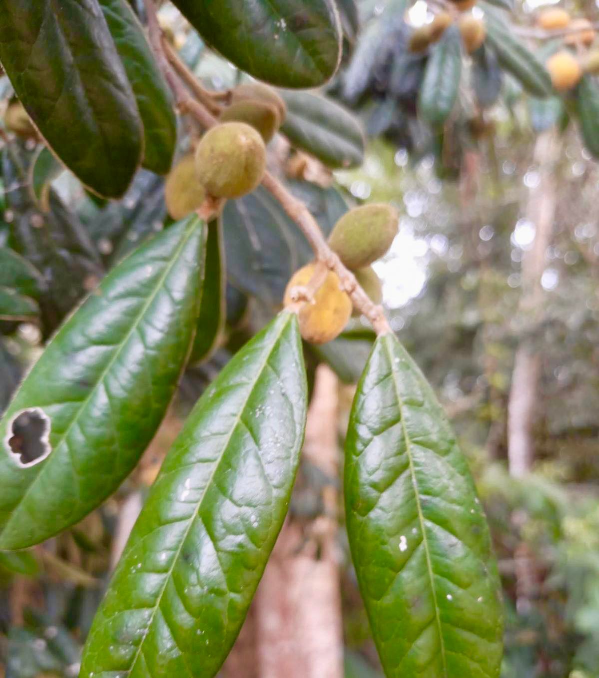 Tapura amazonica -  1 potted plant  / 1 getopfte Pflanze