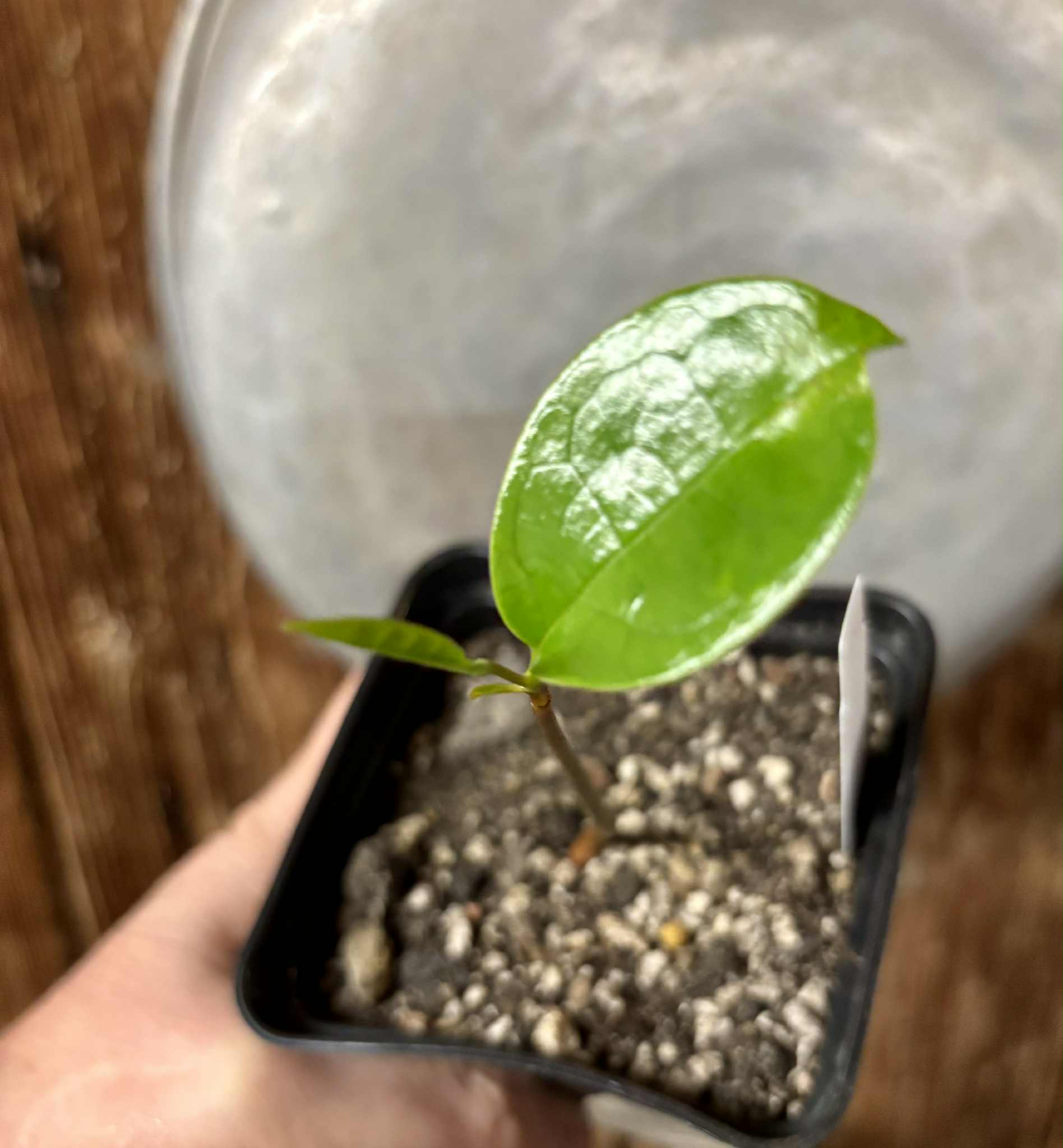 Annona salzmannii - 1 potted seedling / 1 getopfter Sämling