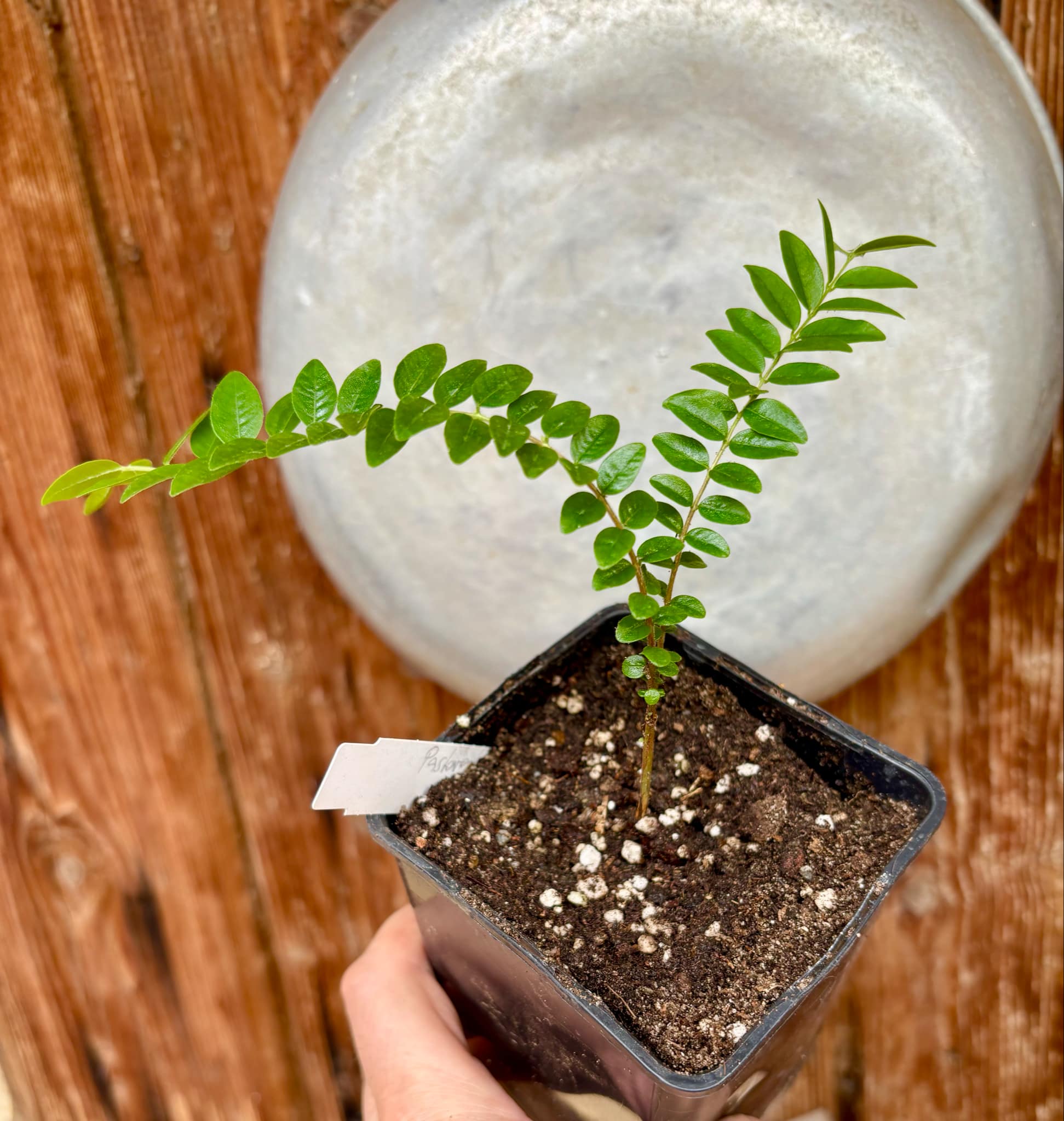 Myrciaria sp Pastora Nr. 2 - 1 potted seedling / 1 getopfter Sämling