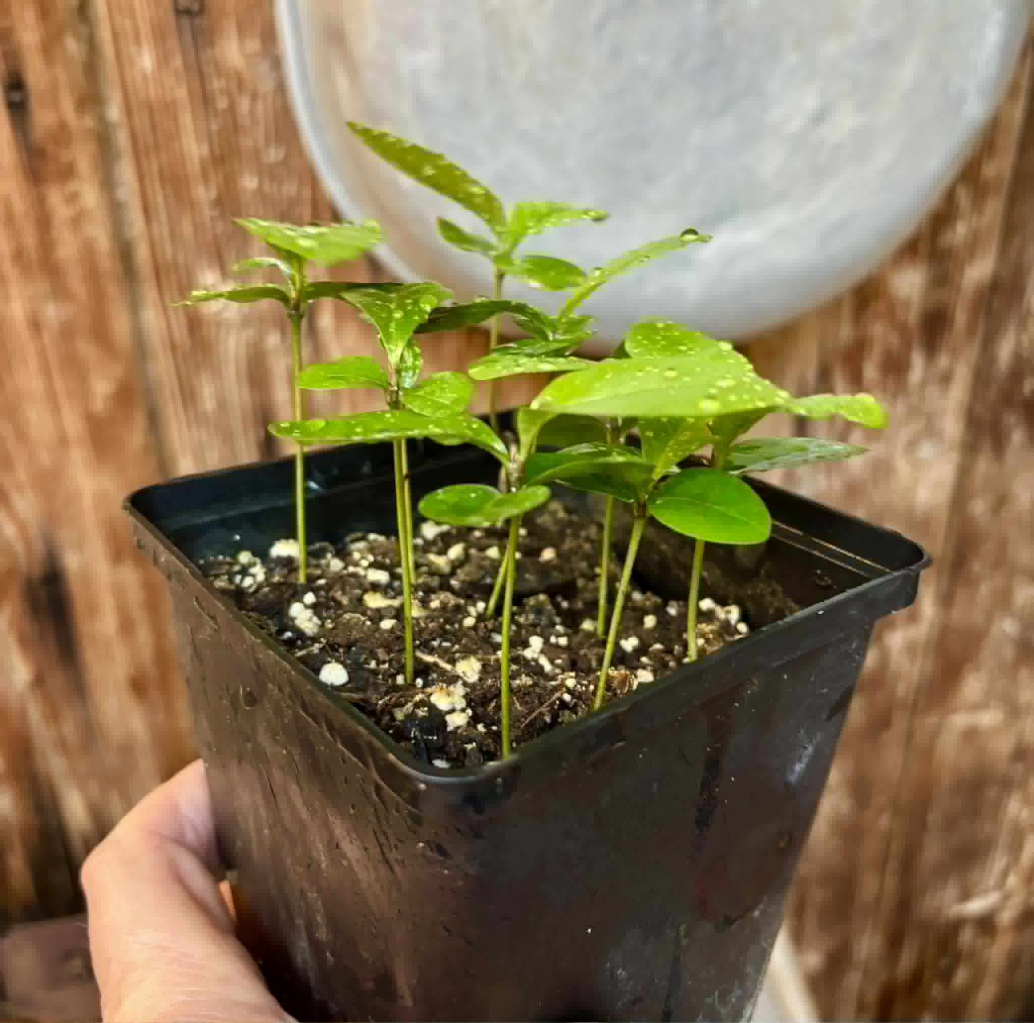 9 in 1 pot - Glycosmis pentaphylla - Orangeberry -  9 potted seedlings in one pot / 9 getopfte Sämlinge in einem Topf