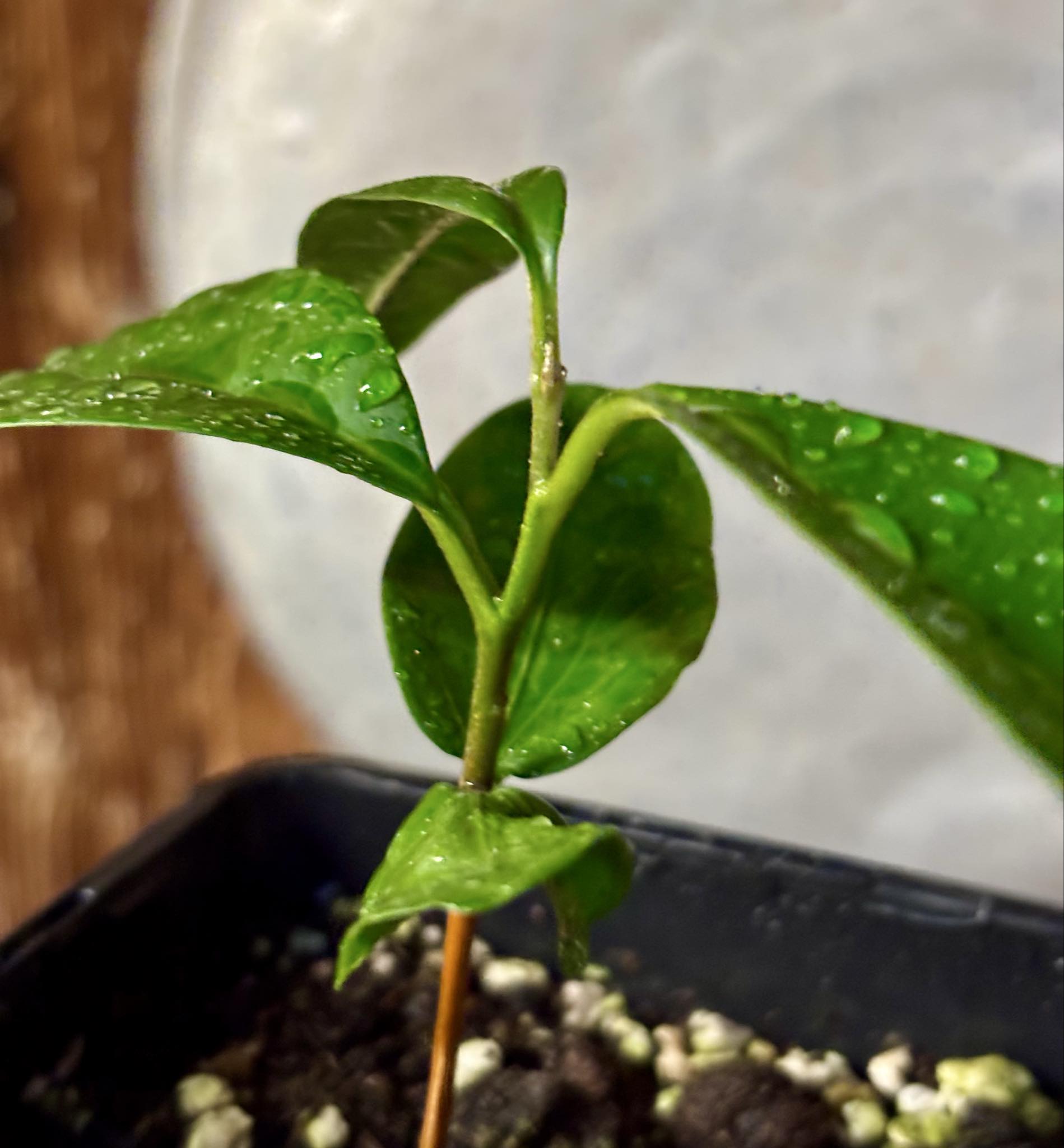 Aquai (Chrysophyllum gonocarpum)  -  1  potted seedling / 1 getopfter Sämling Aquai (Chrysophyllum gonocarpum)  -  1  potted seedling / 1 getopfter Sämling
