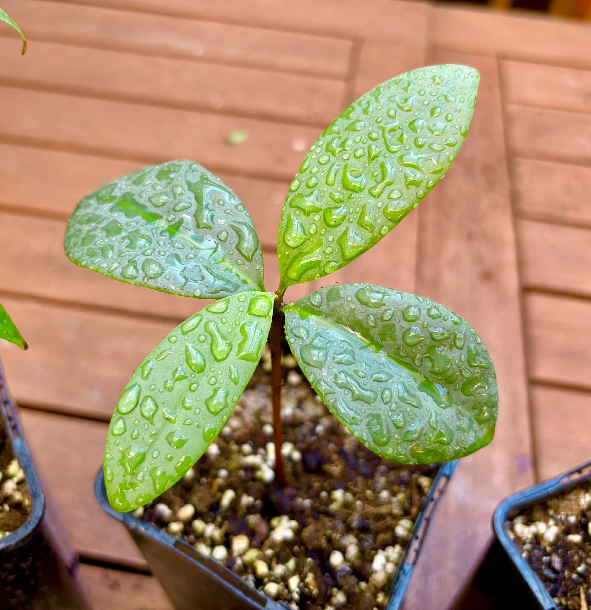 Collection of 5 Eugenia -  5 different potted Eugenia / 5 verschiedene, getopfte Eugenia