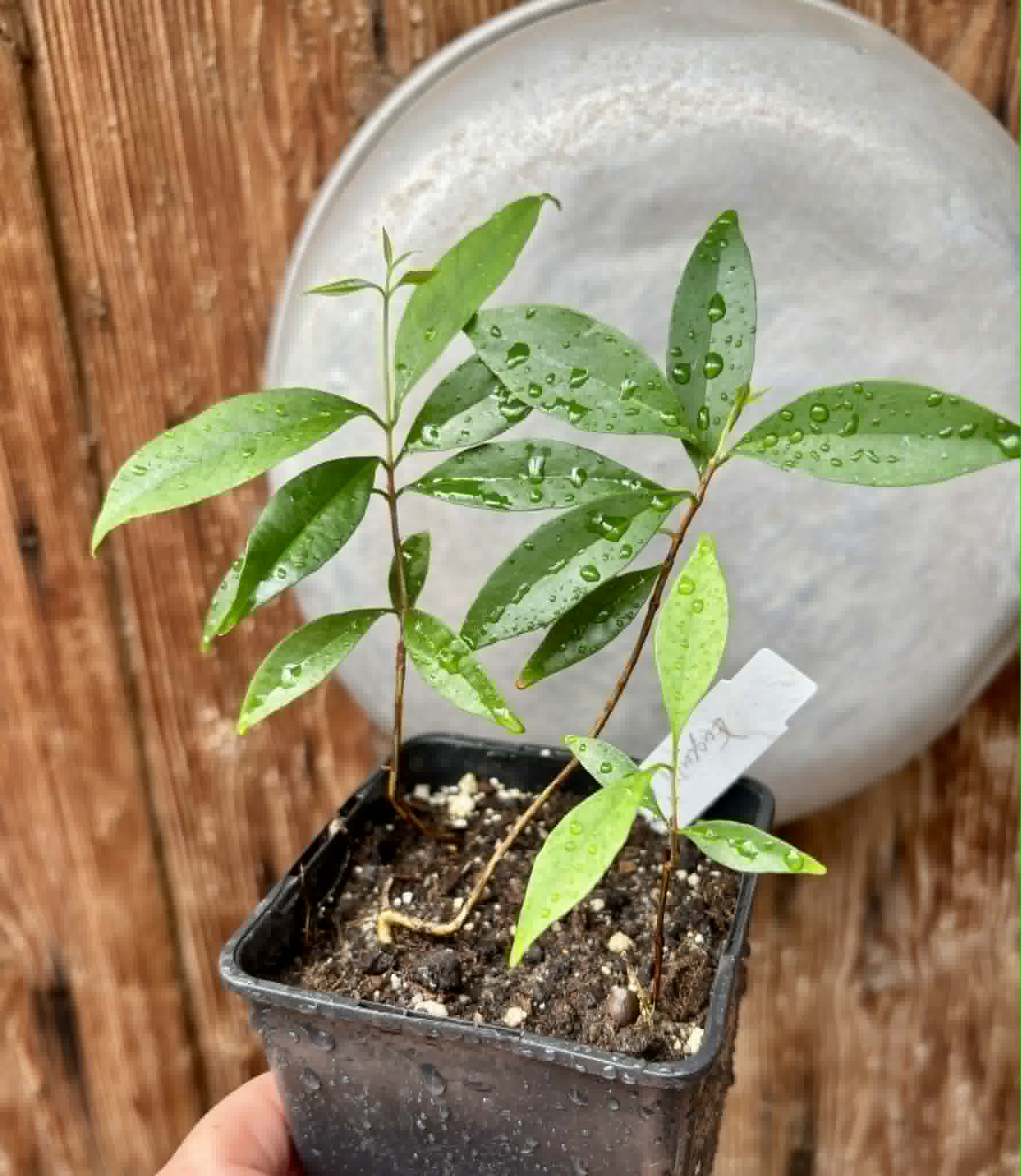 3 in 1 pot - Eugenia punicifolia - 3 seedlings in one pot / 3 Sämlinge in einem Topf