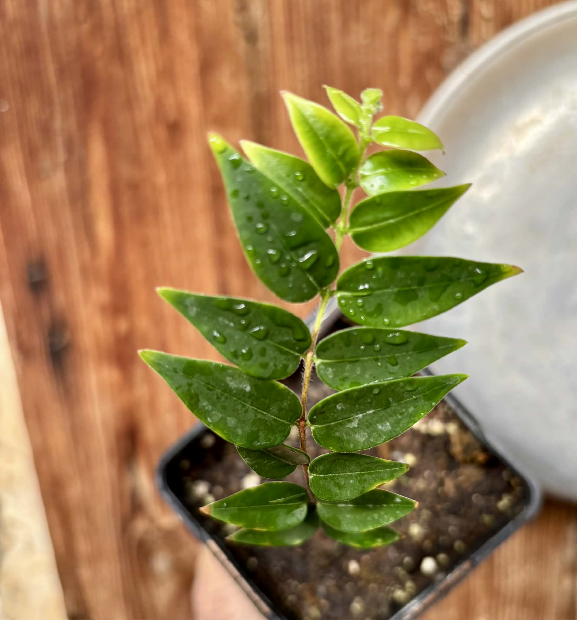 Myrciaria sp Nordestina - 1 potted seedling / 1 getopfter Sämling
