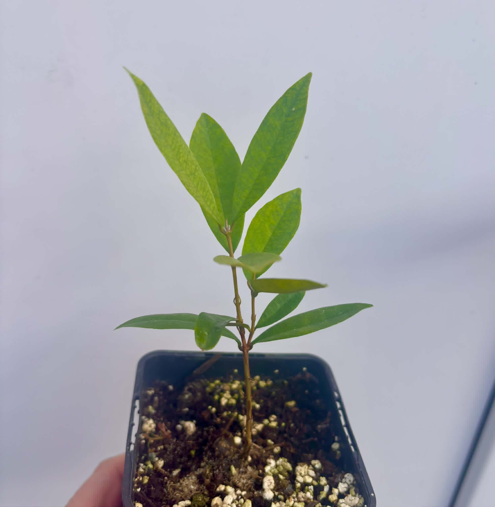 Eugenia sp Roxa do Rio - 1 potted seedling / 1 getopfter Sämling
