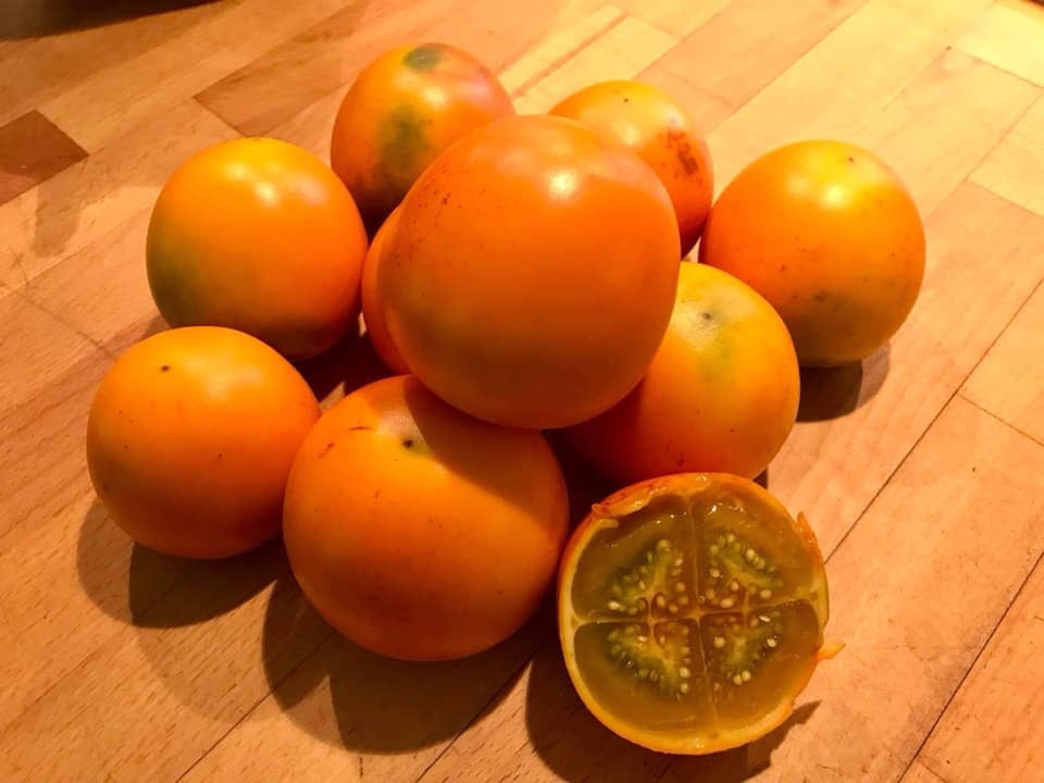 Lulo (Solanum quitoense) - 20 frische Samen - 20 fresh seeds