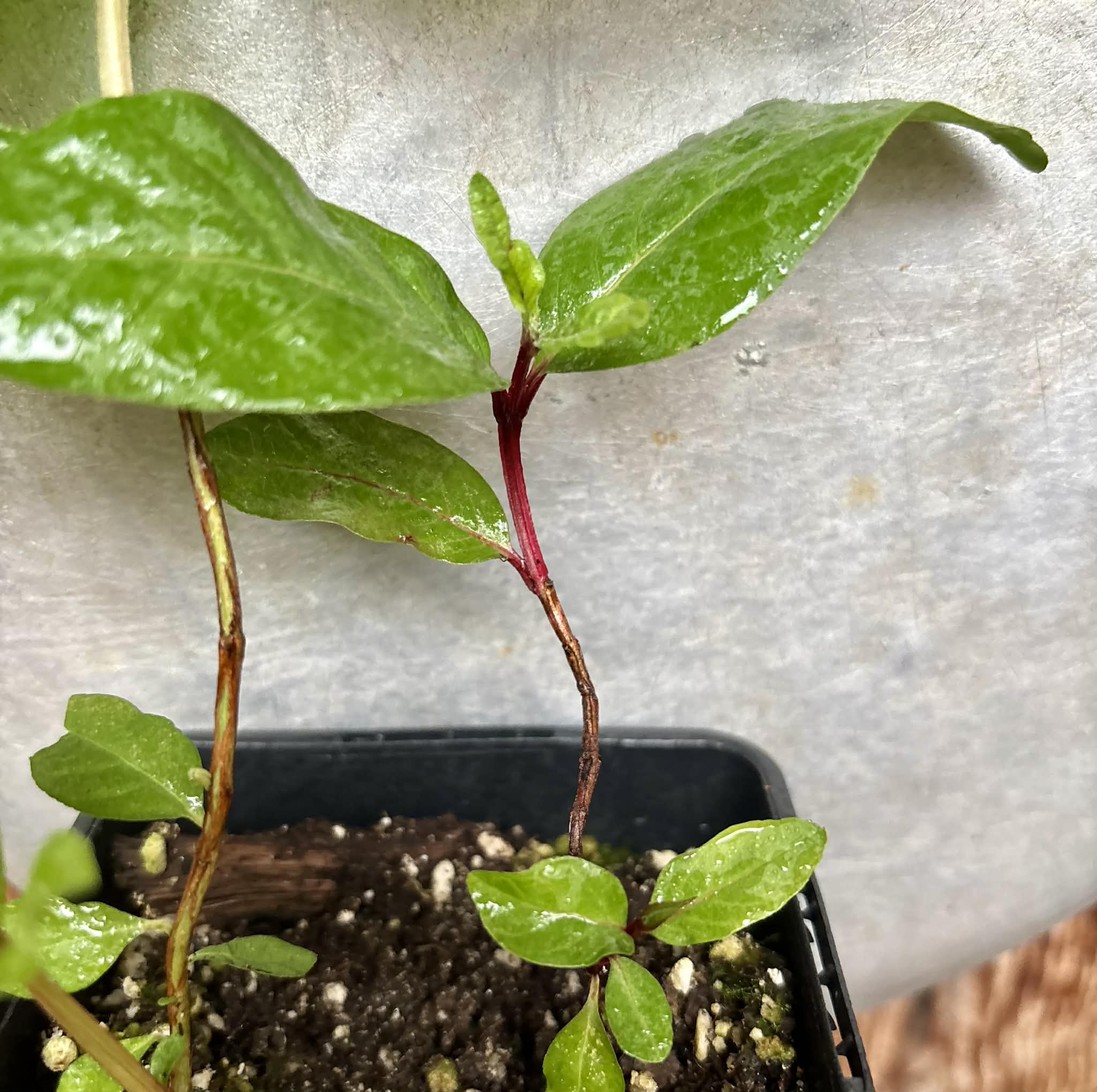 2 different Guava - Red Malaysian Guava and Peach Guava  - 2 plants in one pot / 2 Pflanzen in einem Topf